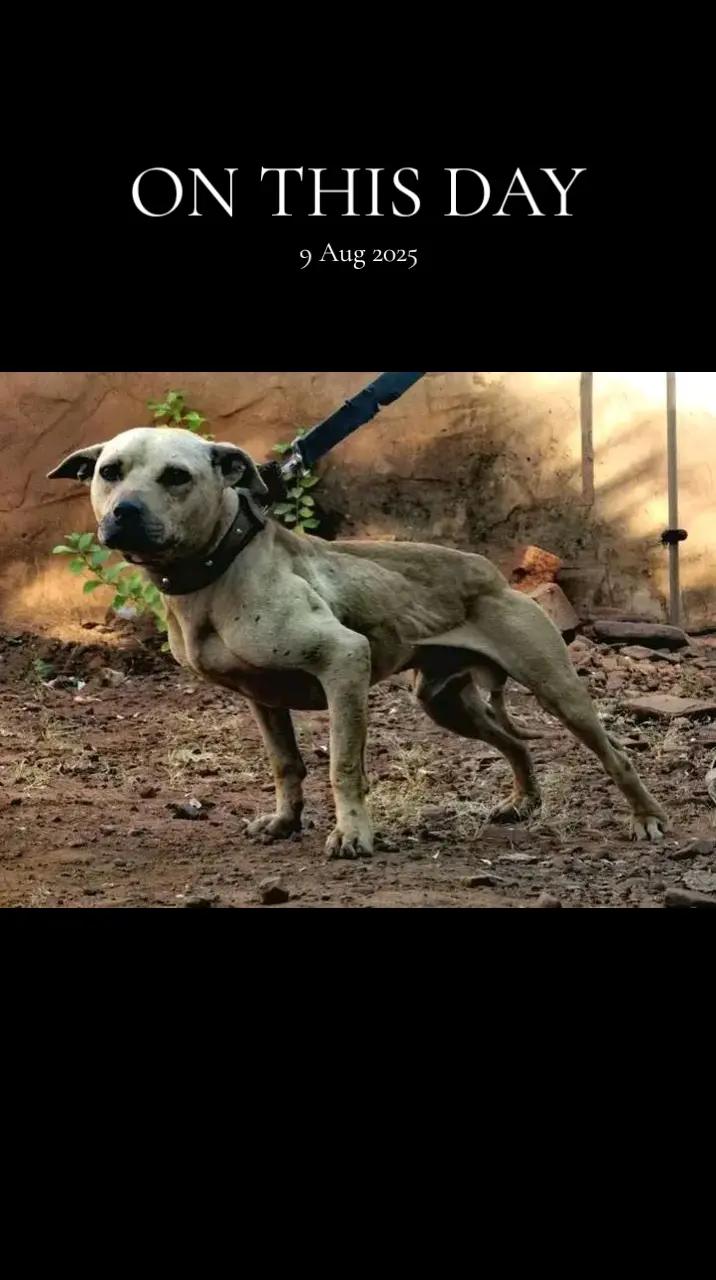 @SAAPBT_GAMEDOGS