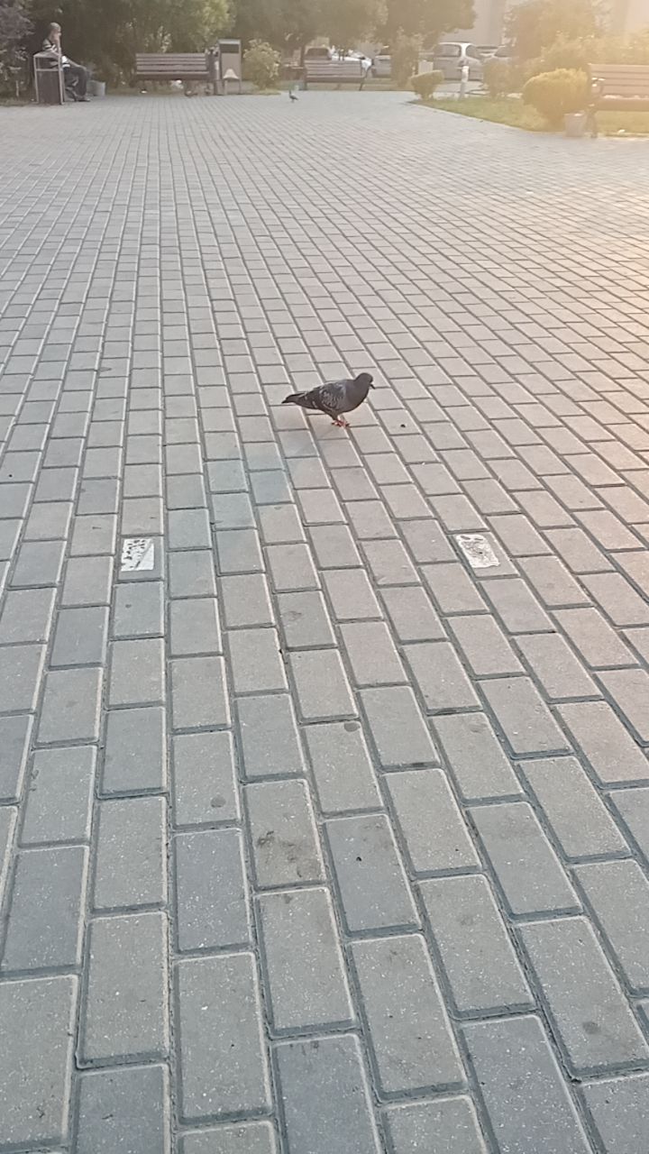 @QANUNİ FƏHLƏ