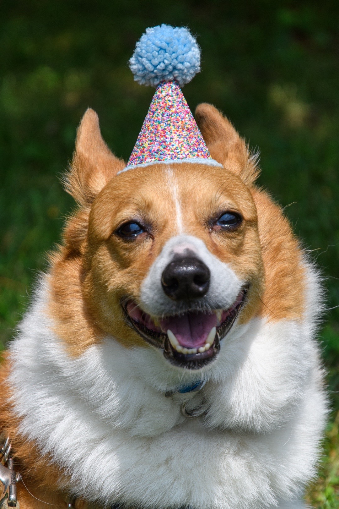 @Charlie the Corgi