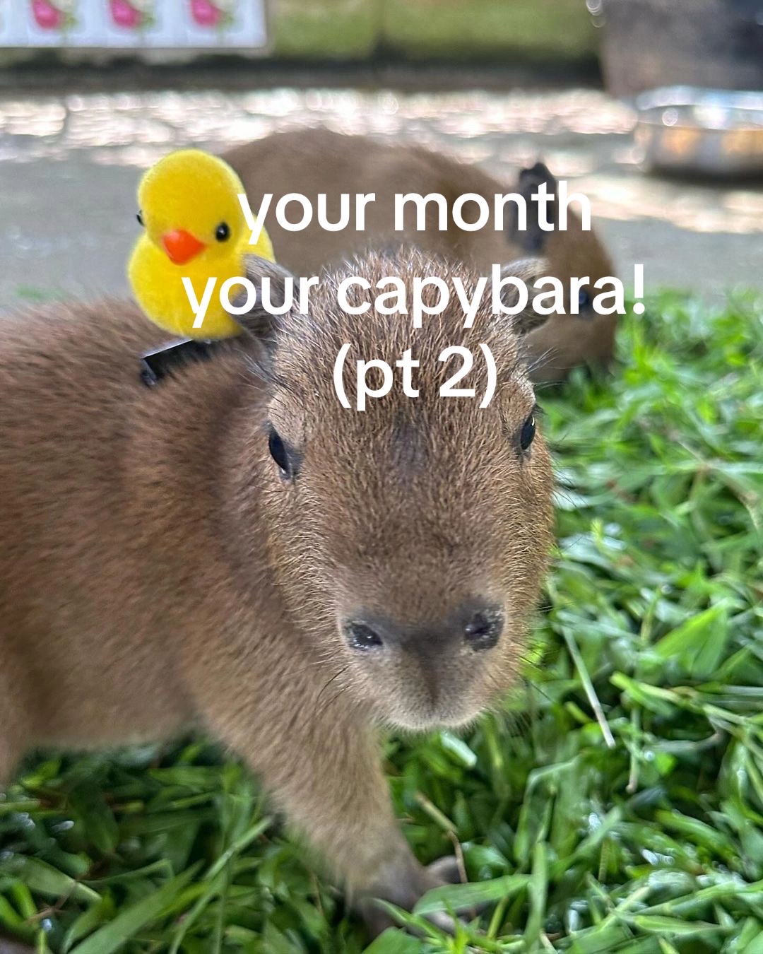@chilllcapy