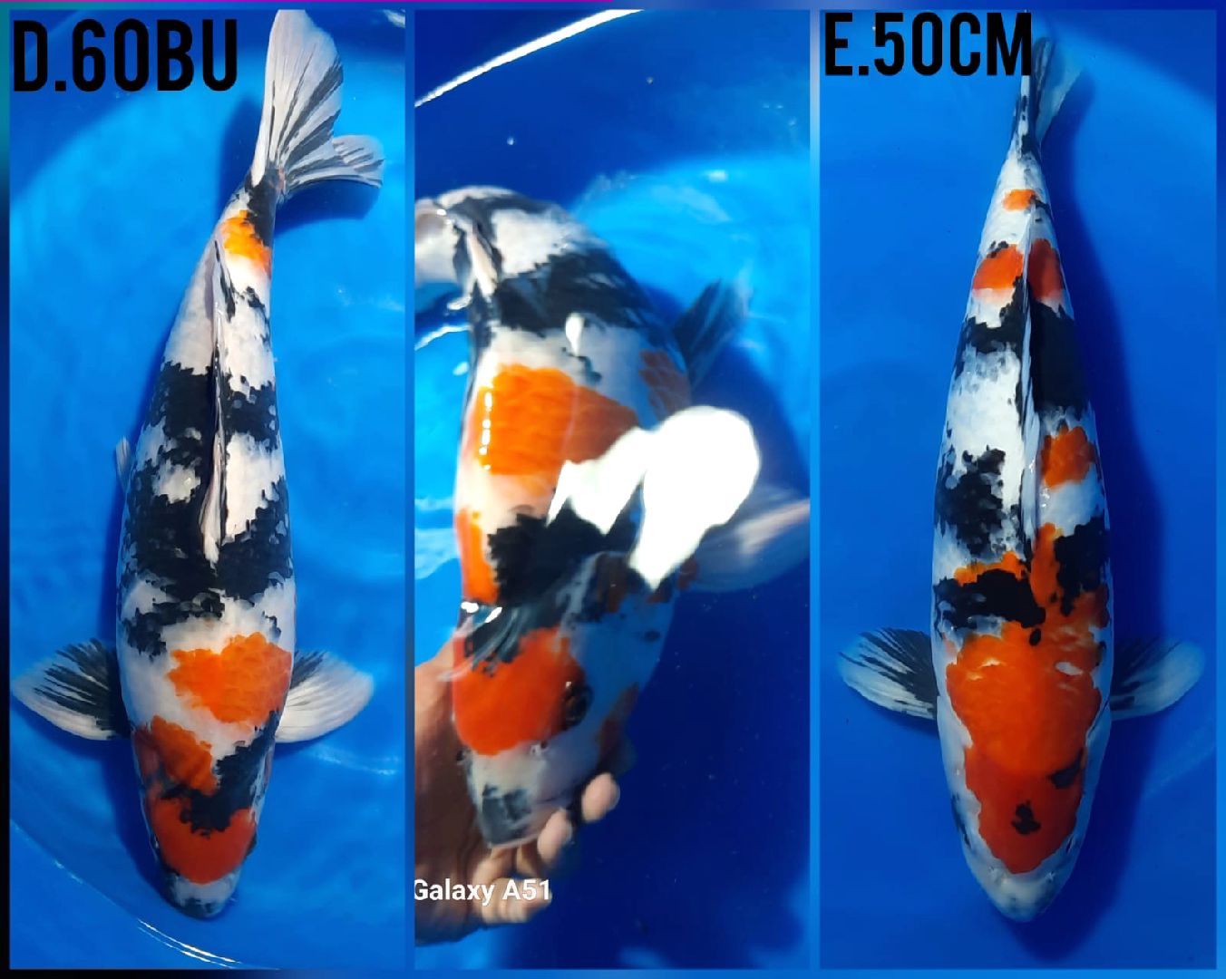 @• BINTANG KOI •