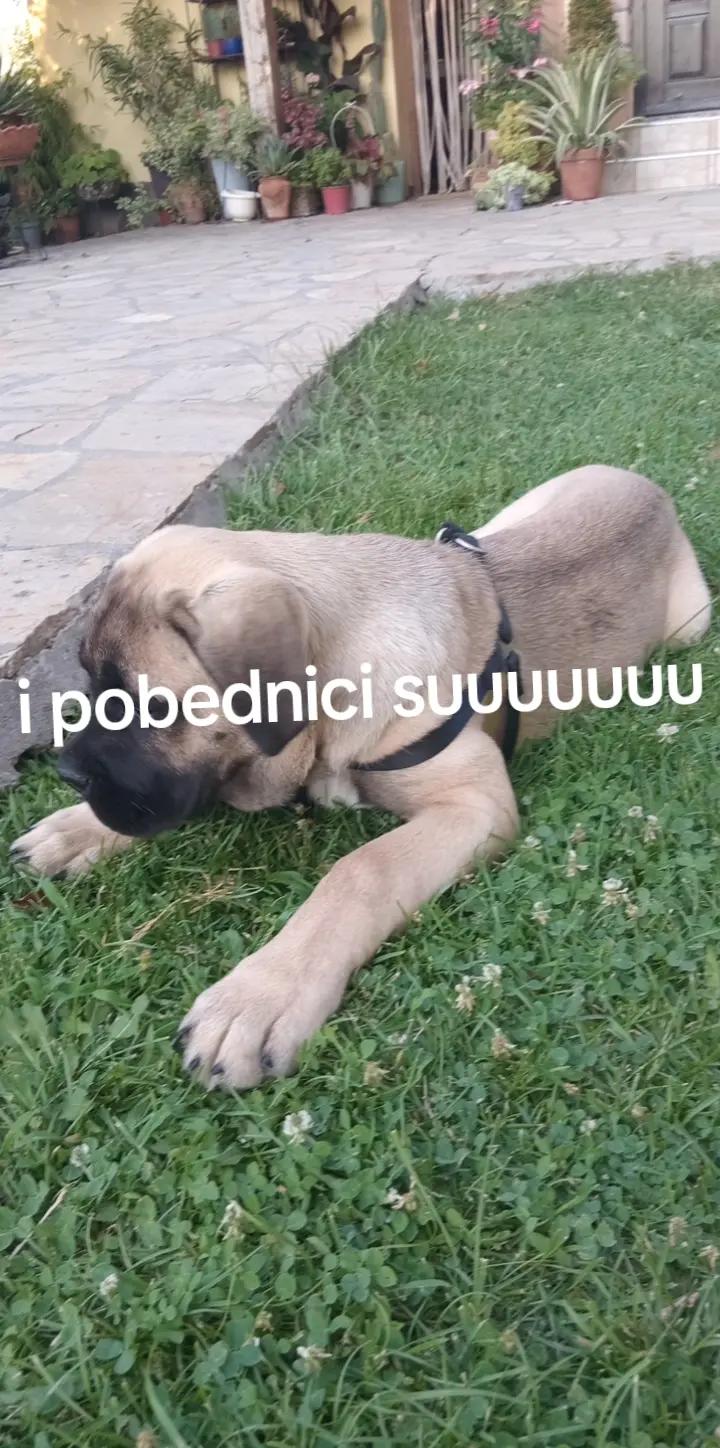 @Mladen Djurdjevic