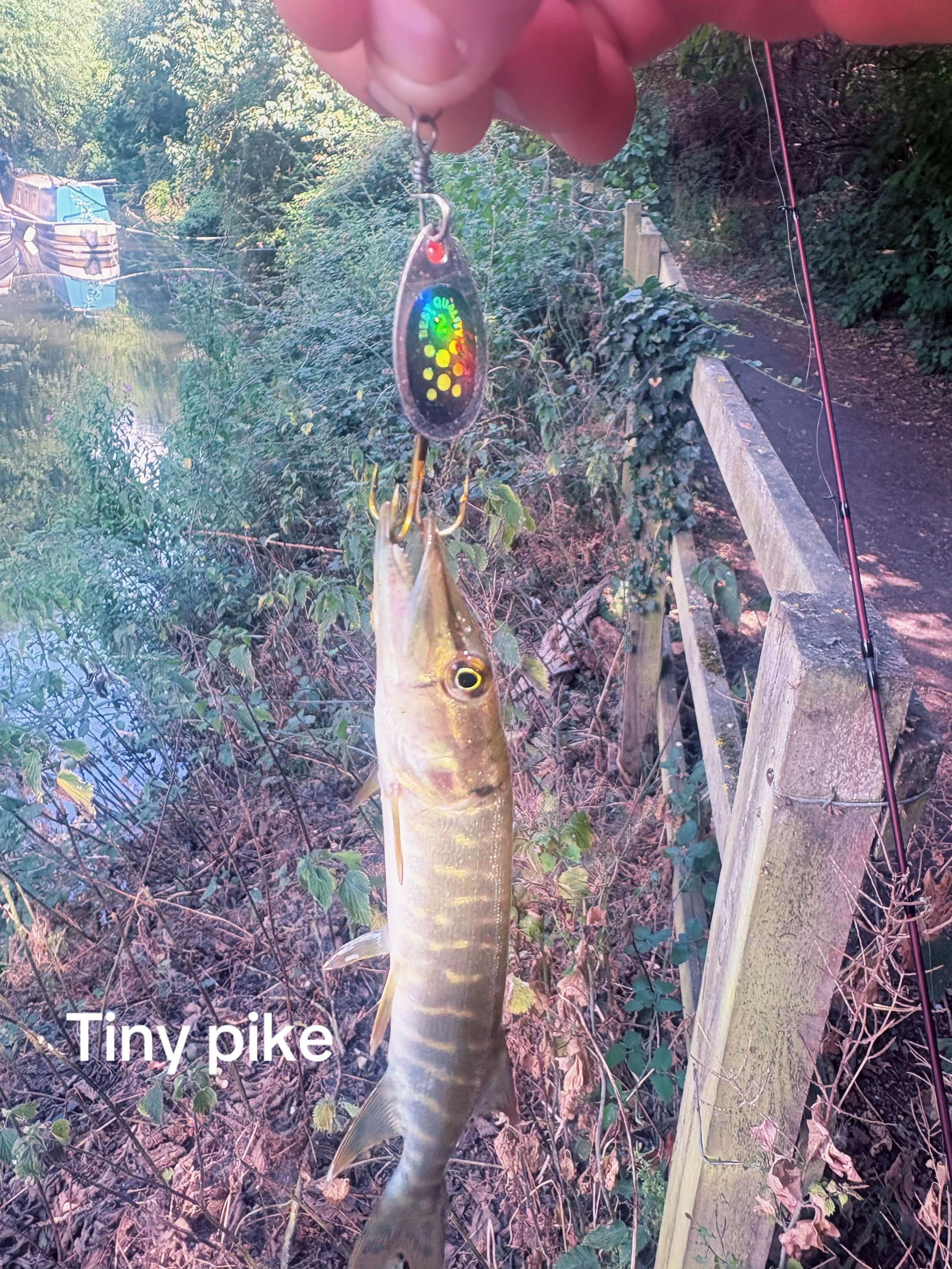 @Mental elf fishin