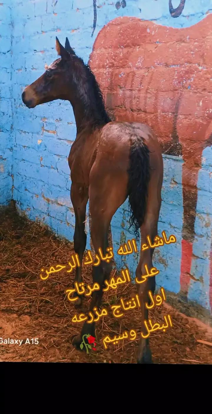 @چياب الاصايل