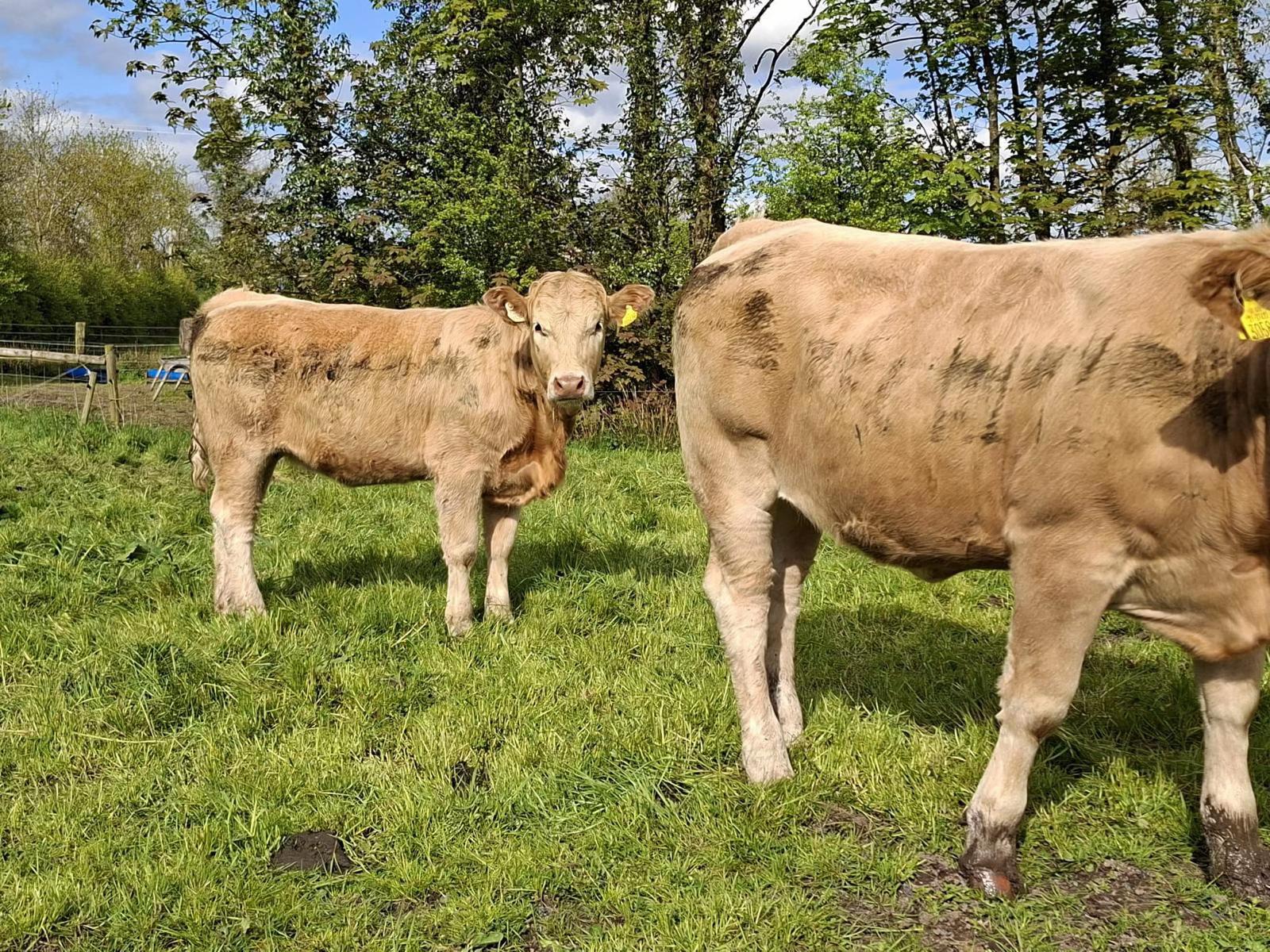 @Carrigallen_Mart