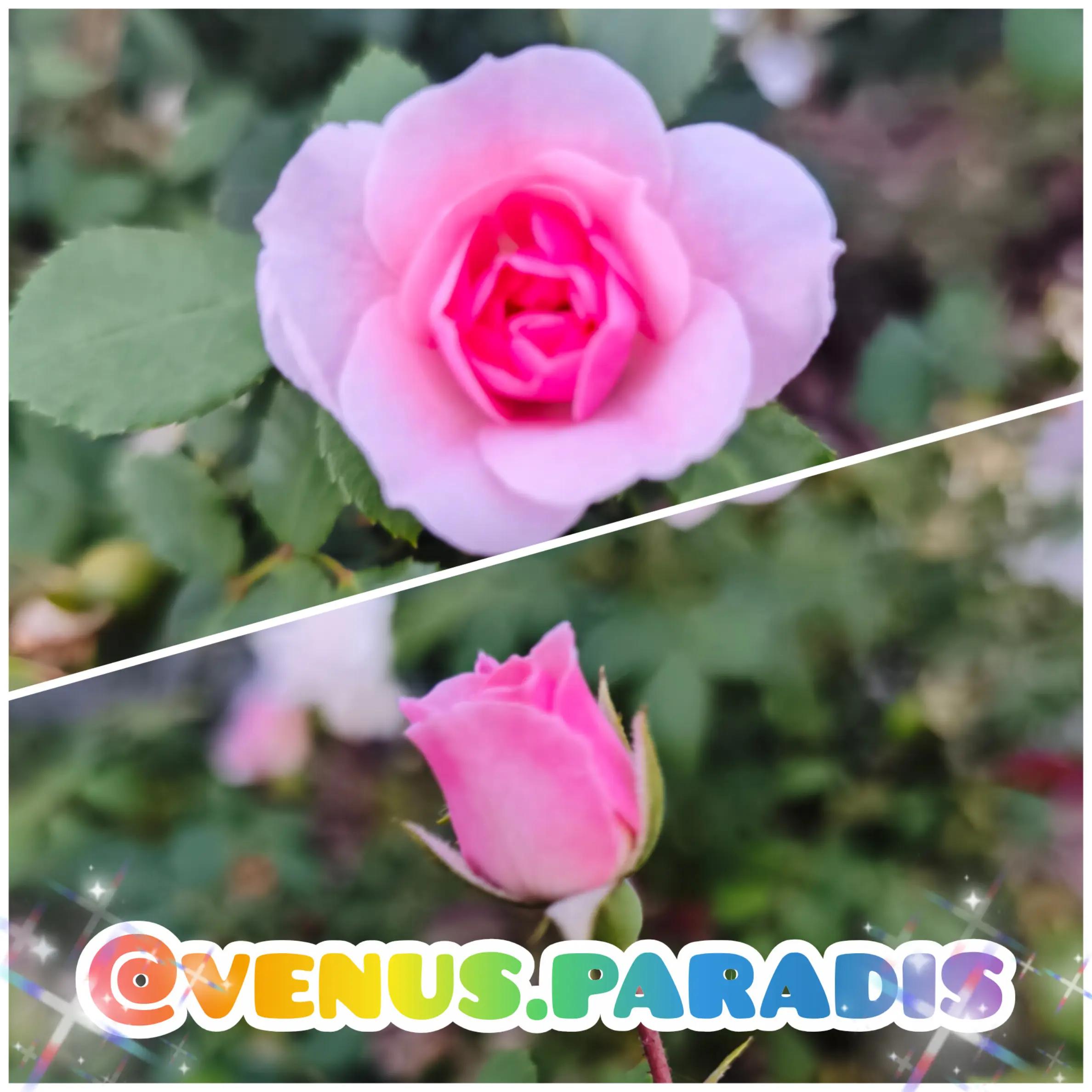@venus.paradis