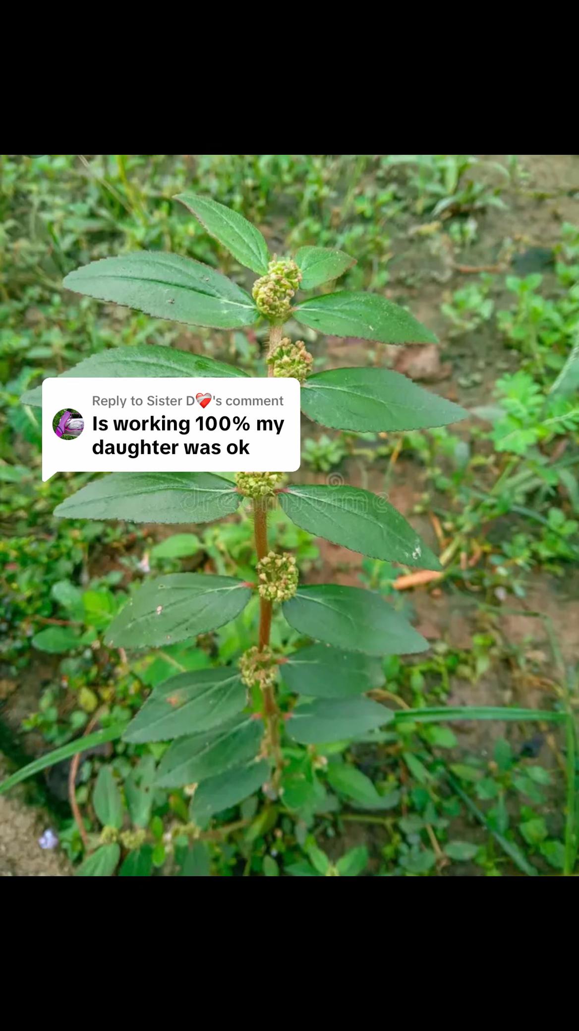 @Asthma-plant_herbalshop