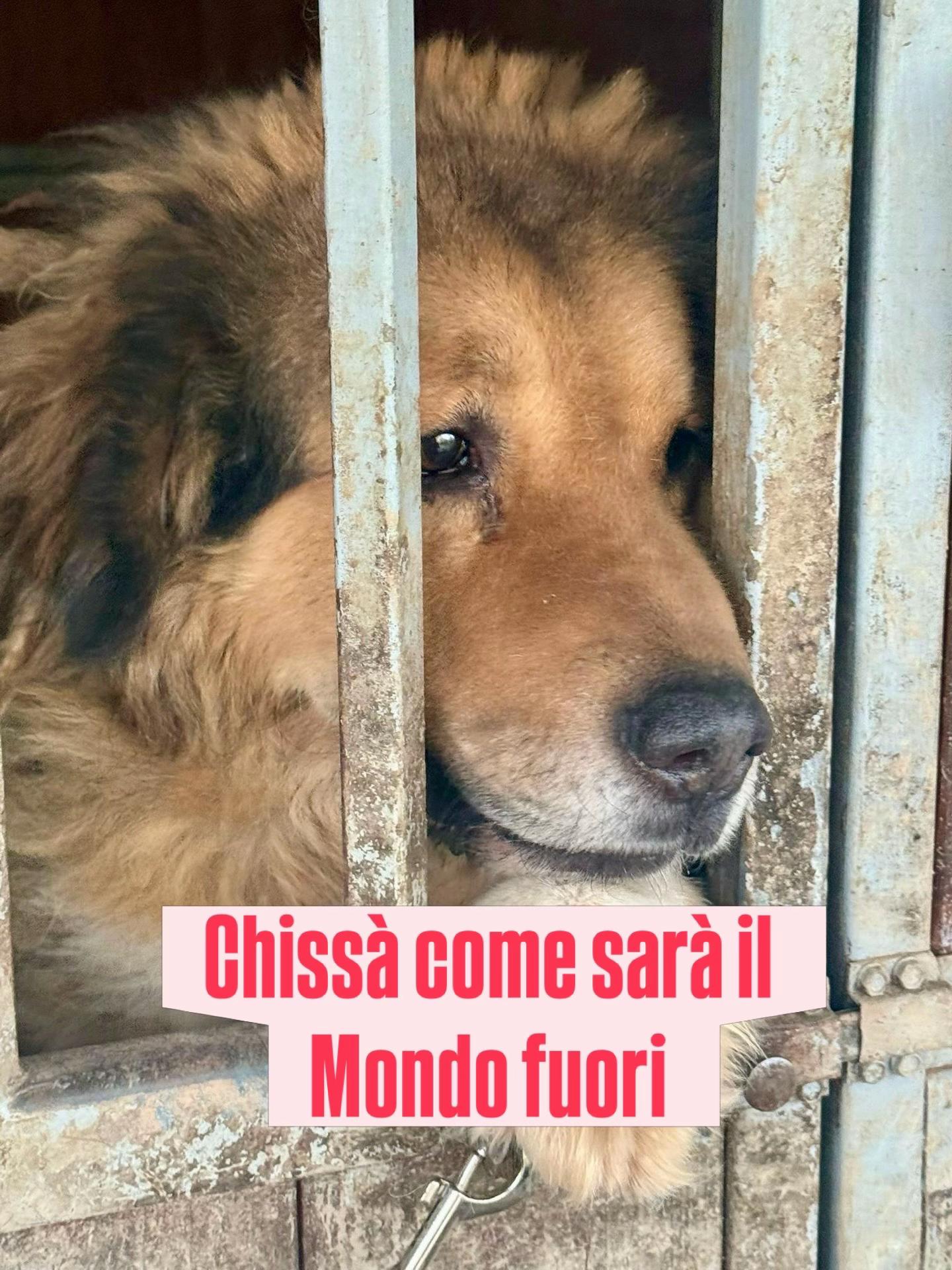 @Solo per amor loro 🐾🐾🐾🐾