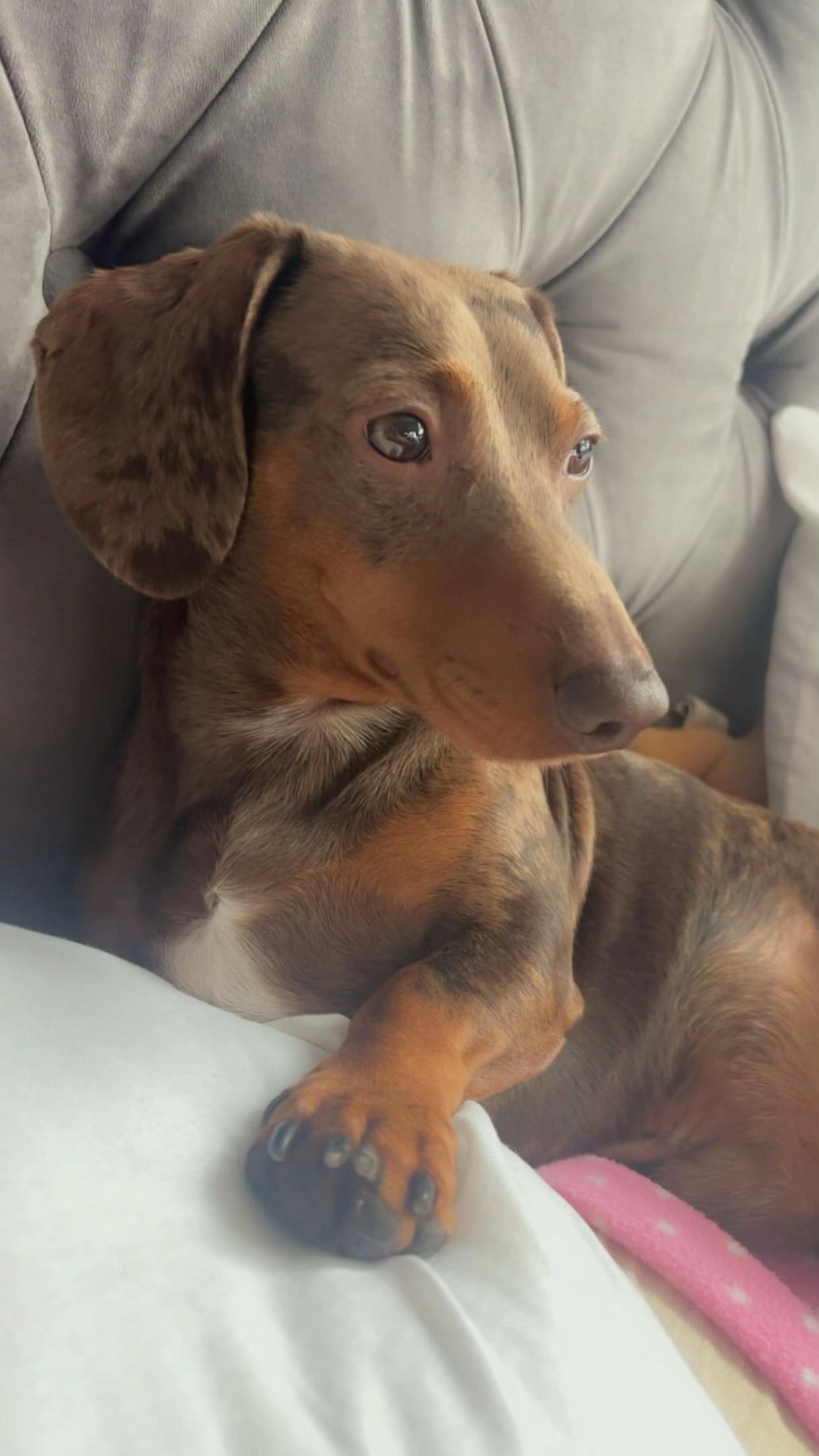 @marleythesausagedog