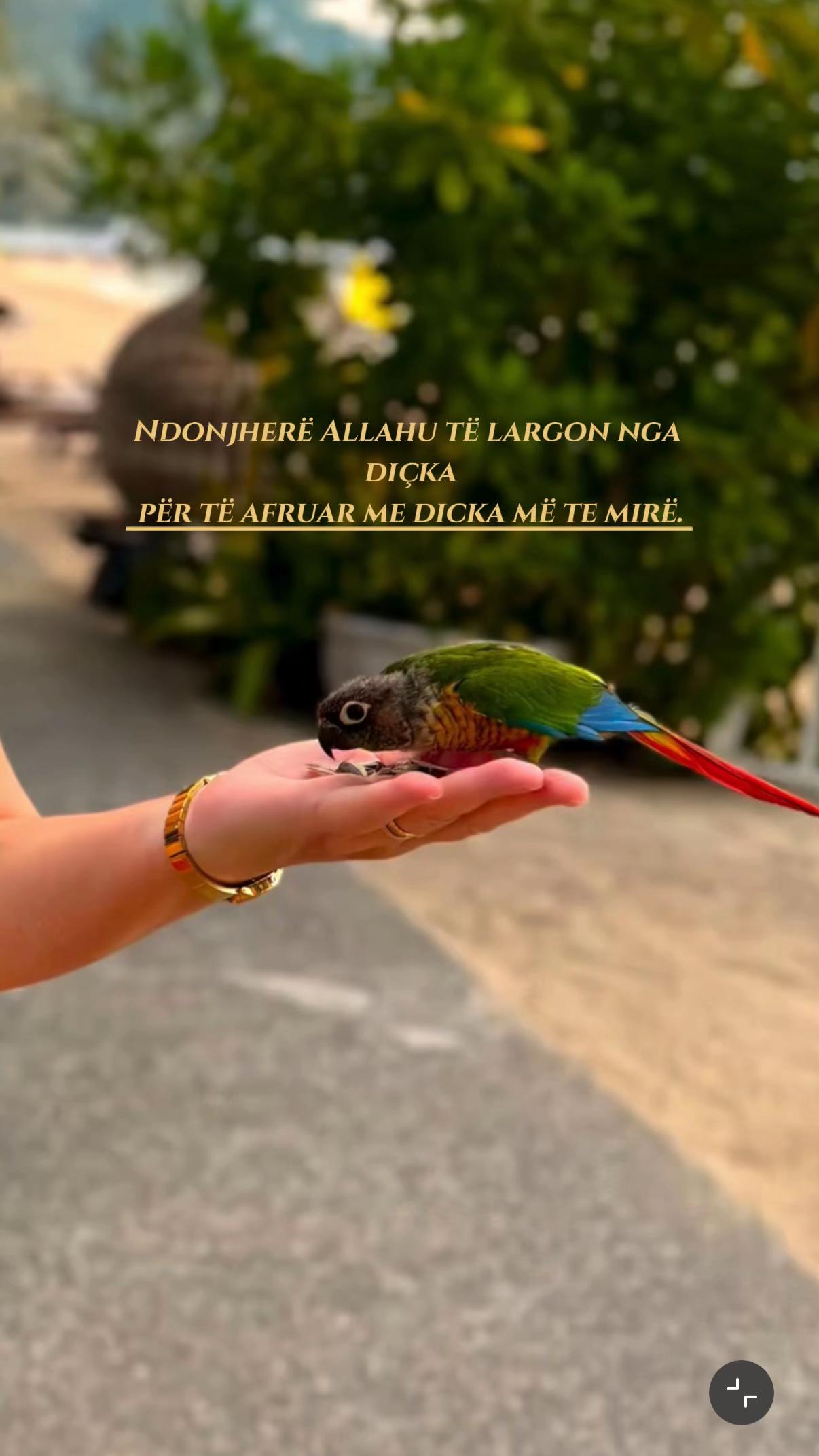 @🦋✨ 🇽🇰 ➡️ 🇬🇧 ✨🦋