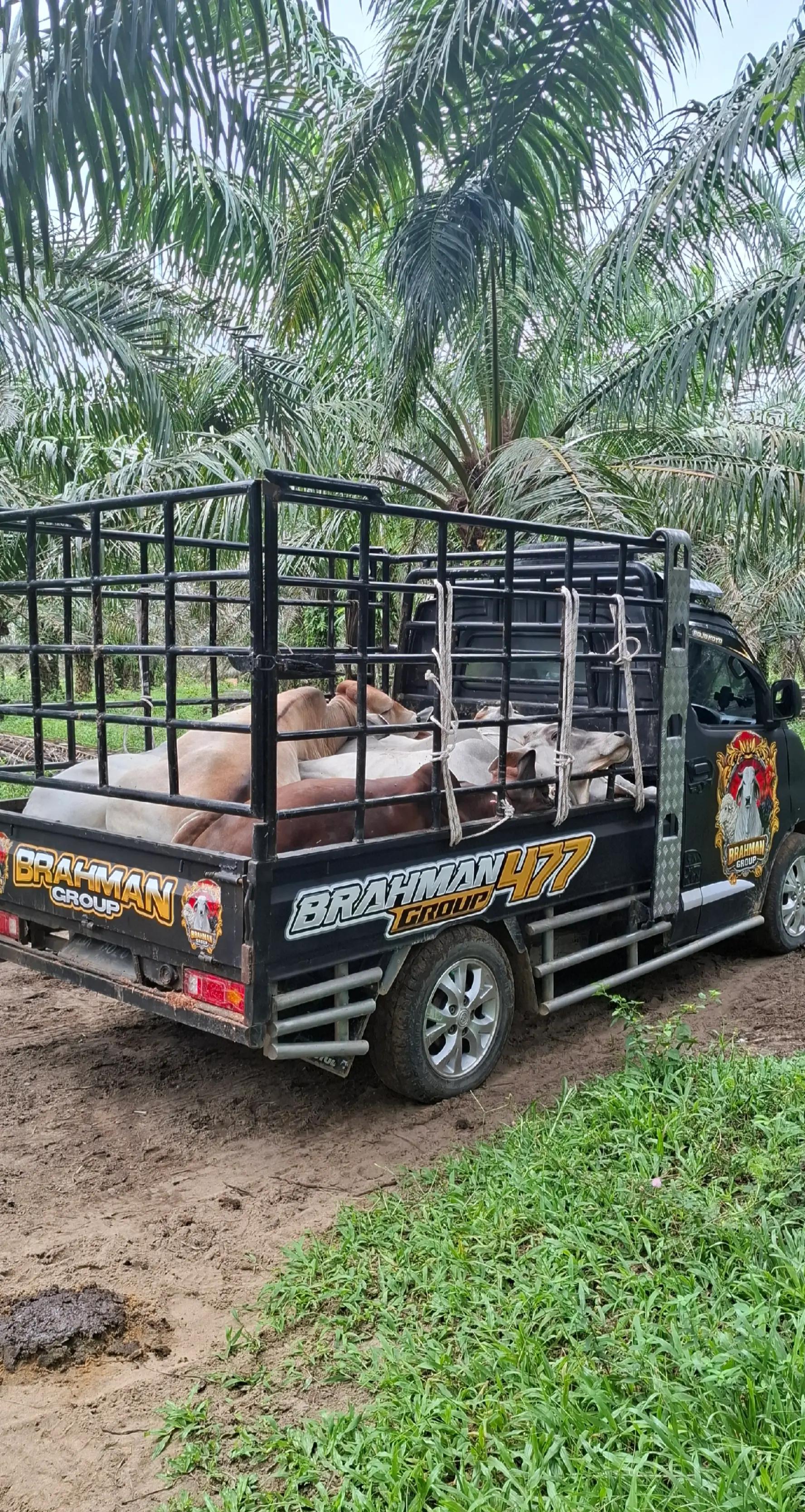 @Adzi BRAHMAN GROUP 447