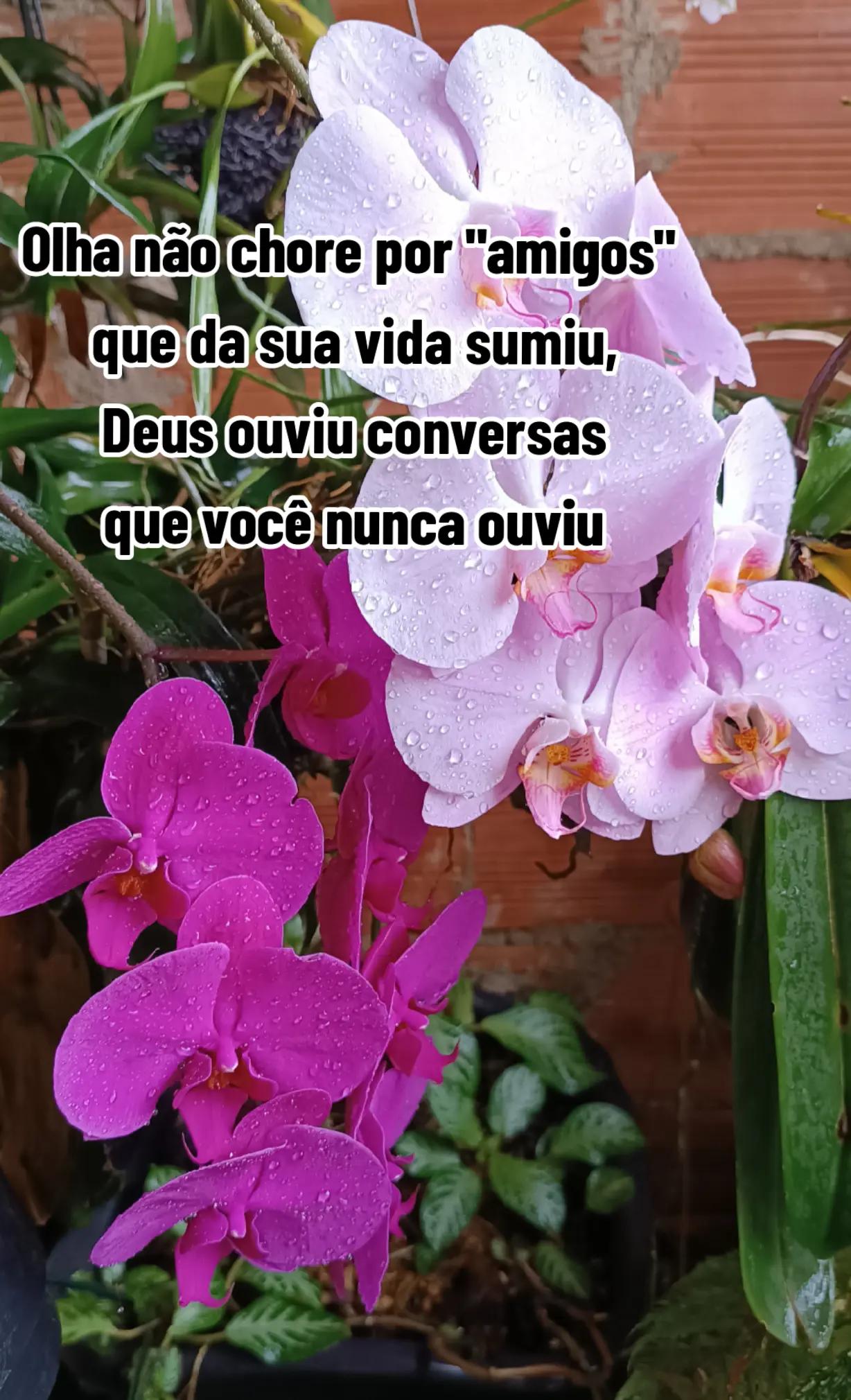 @Brenda Paes