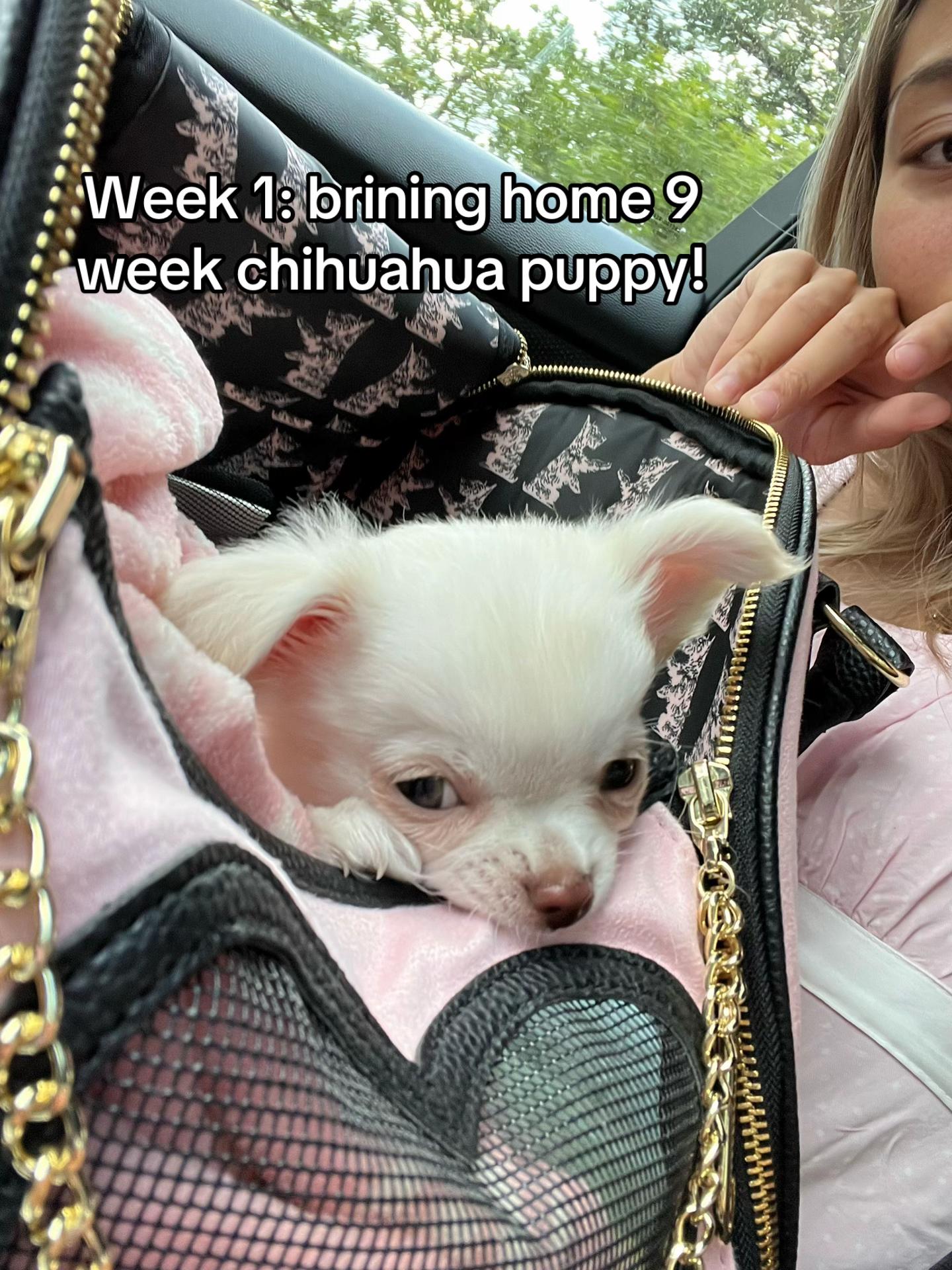@Coco Chanel🐶