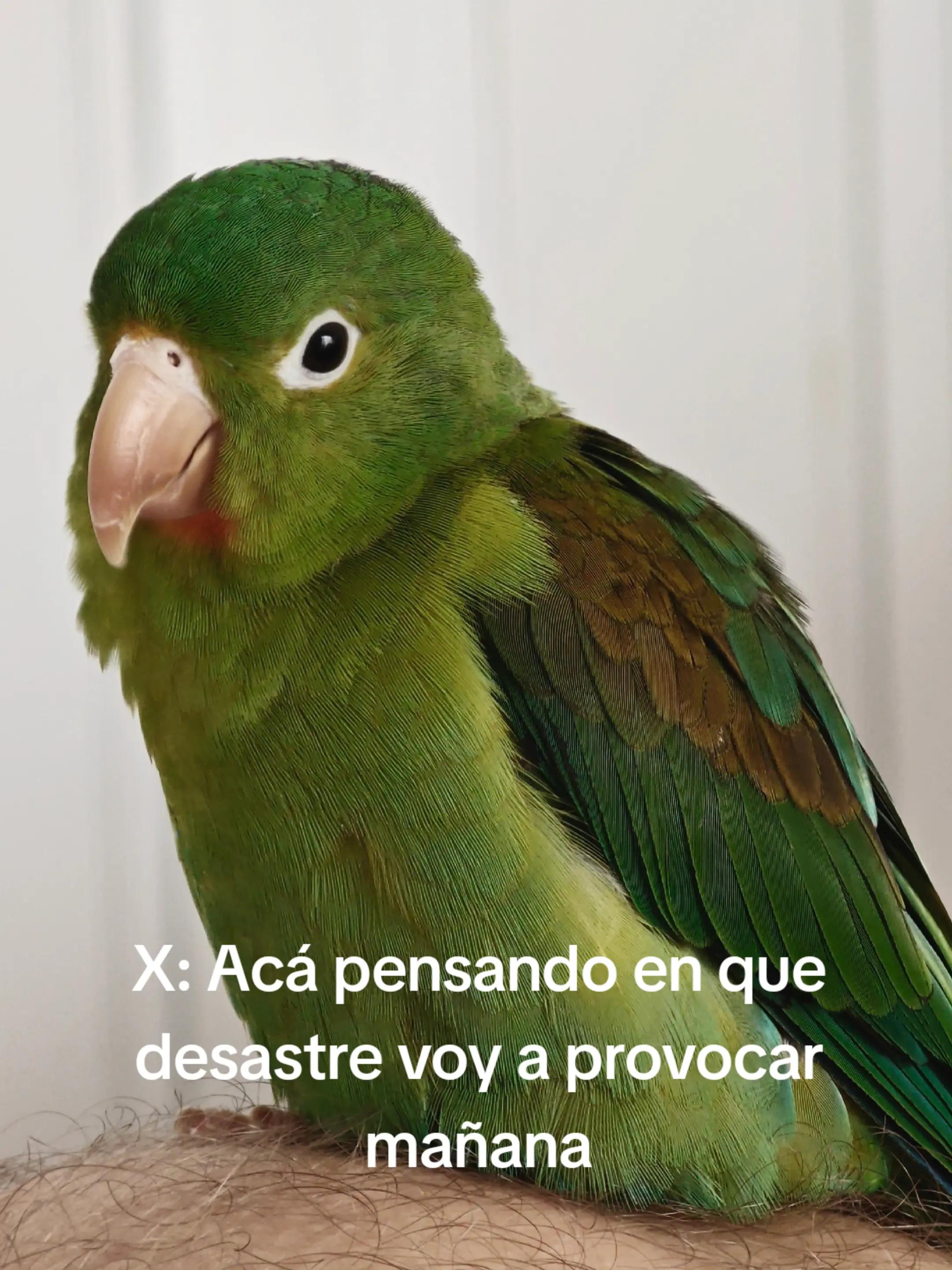 @Pohli