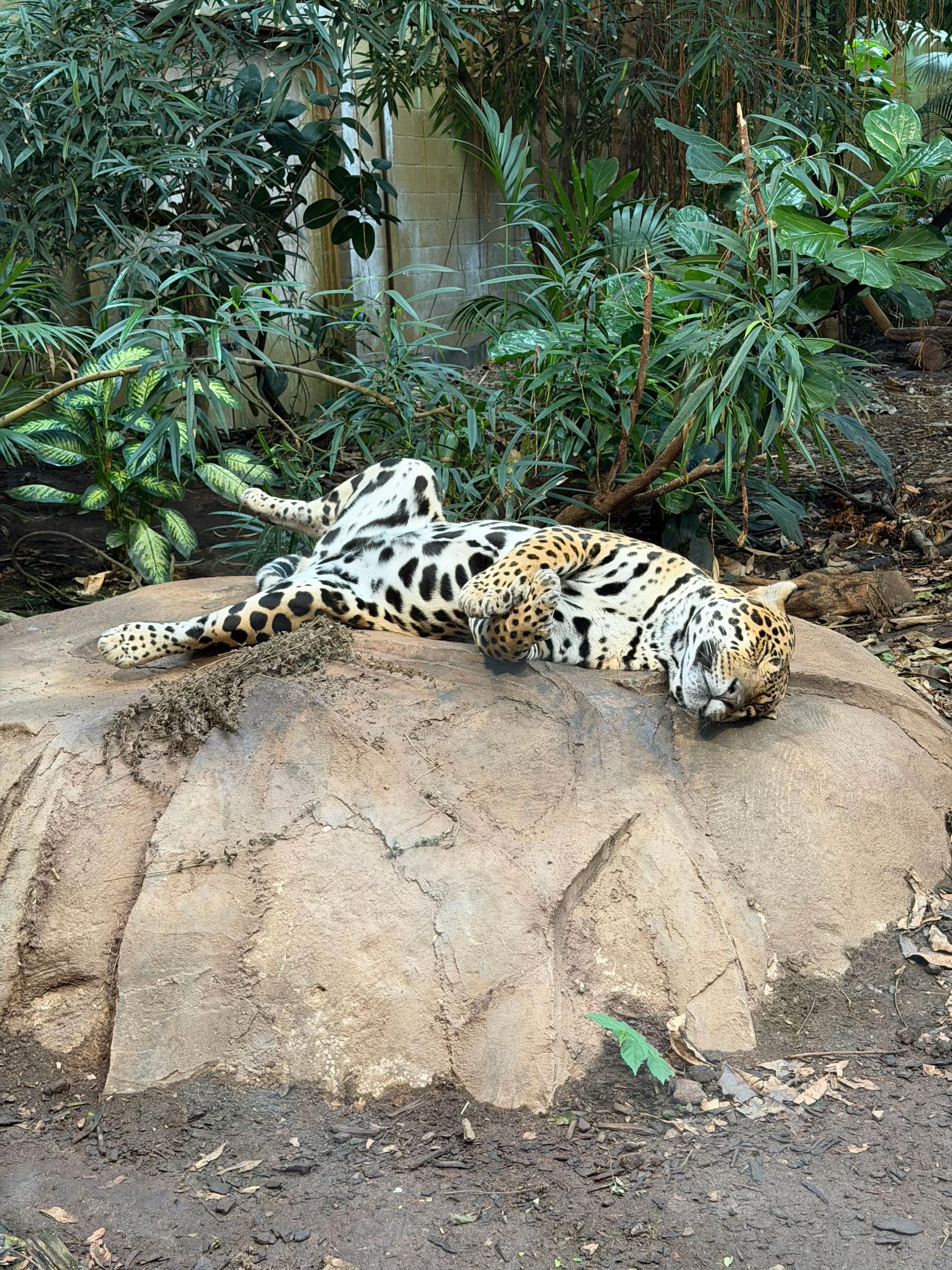 @Animals Travel Adventures