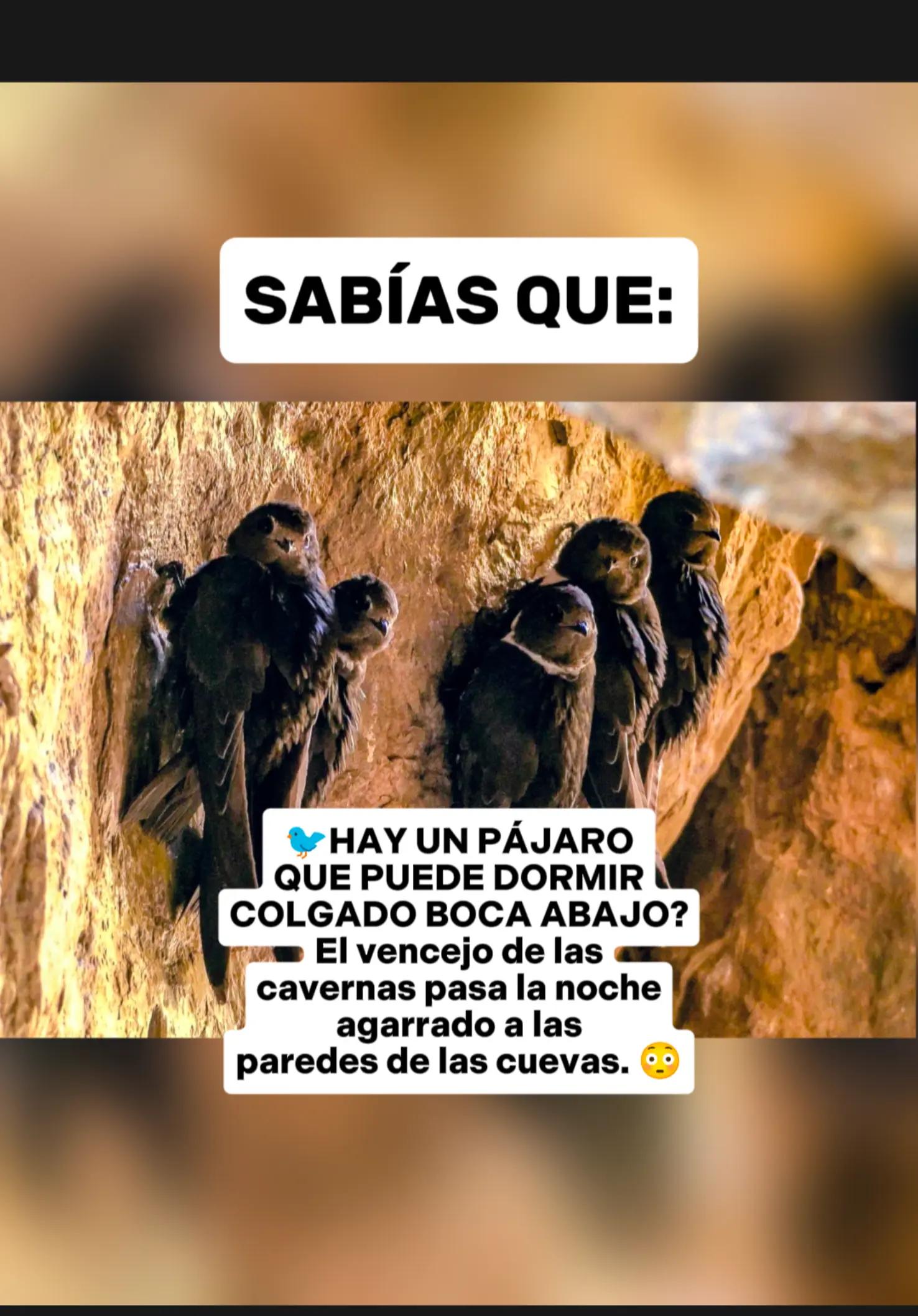 @CLUB DE ANIMALES