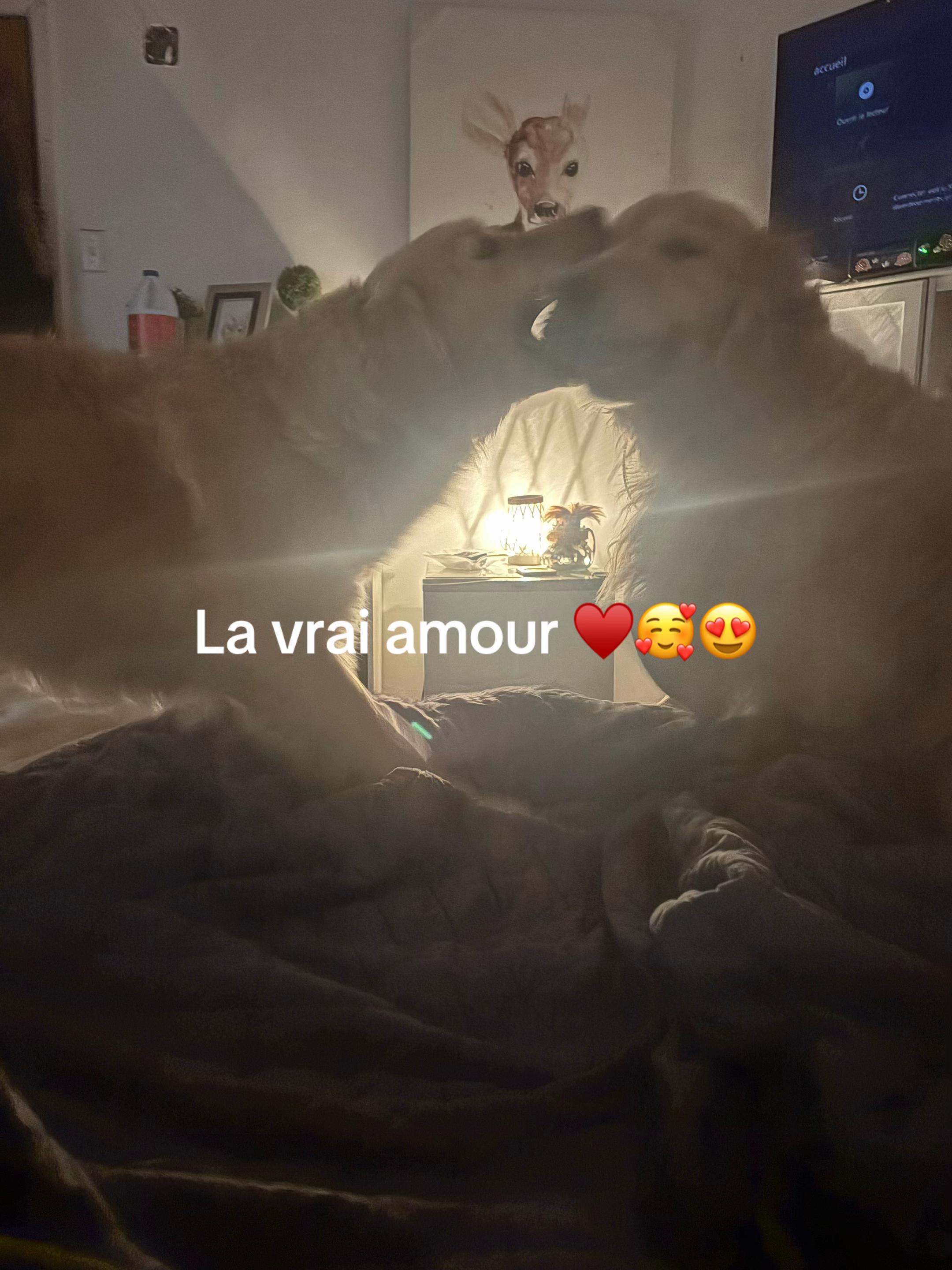 @Annabelle pitre-regina❤️👑