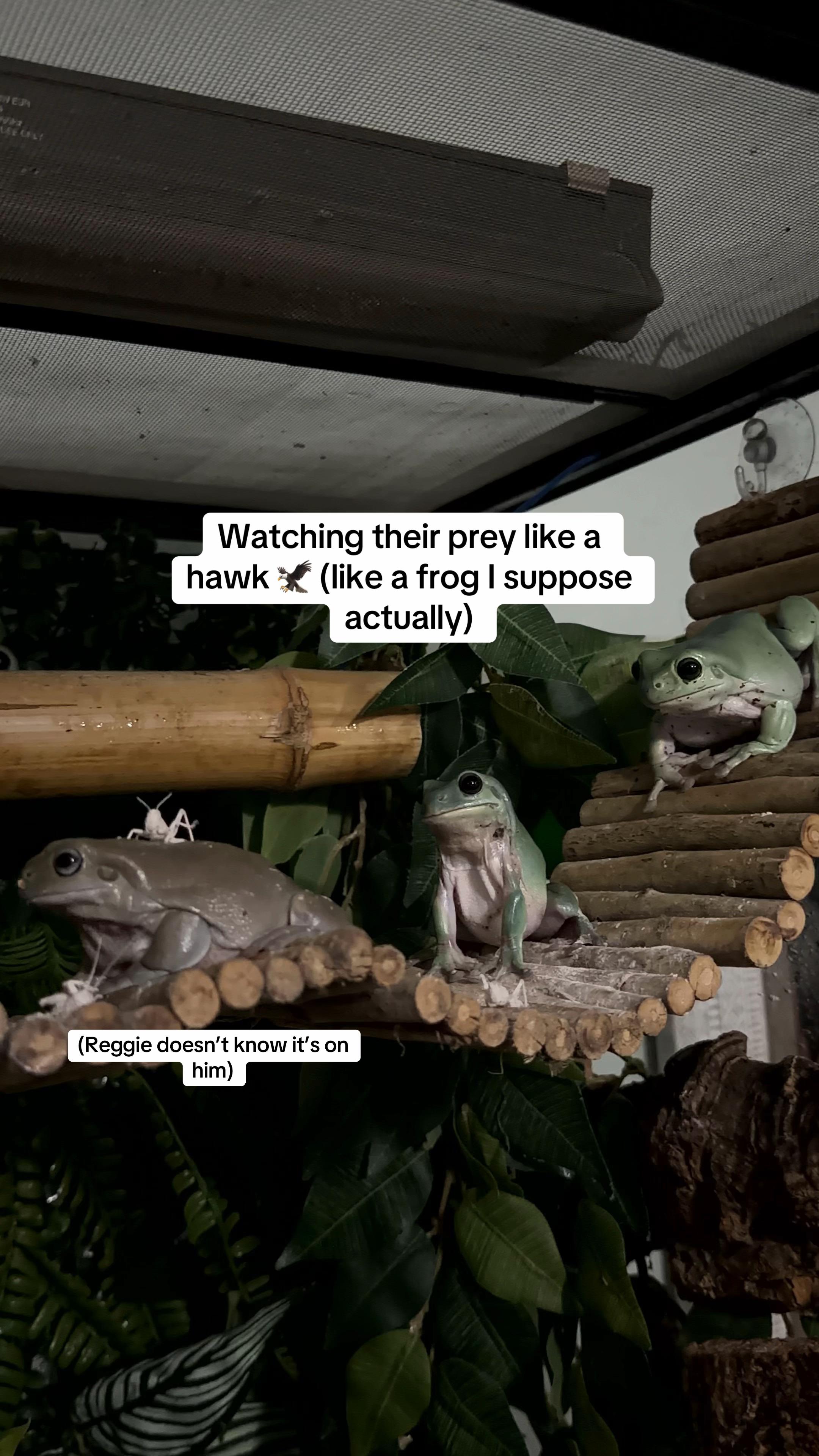@frogsandoddities