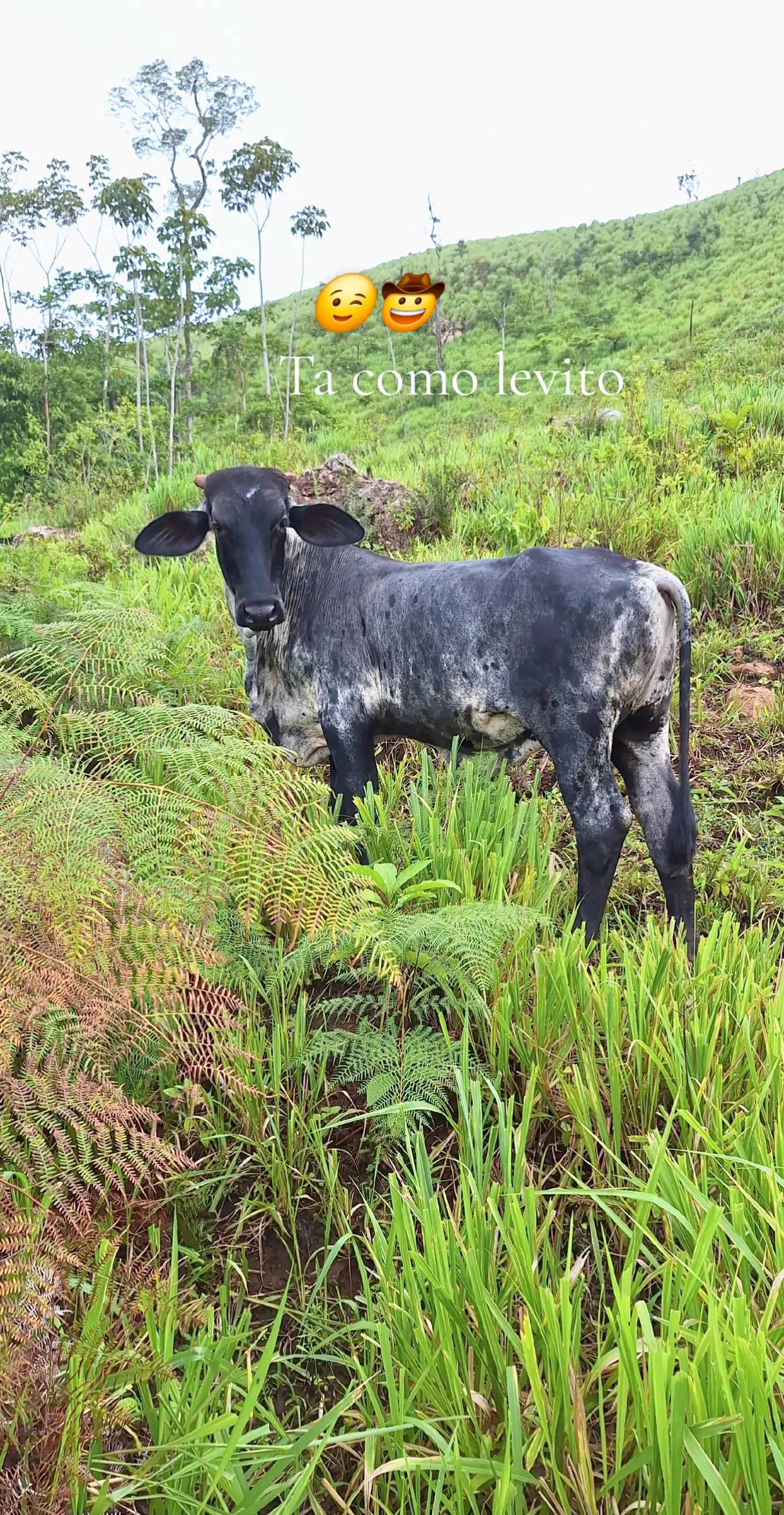 @Řobleto+🐄/Rancho (🐎)+🤠