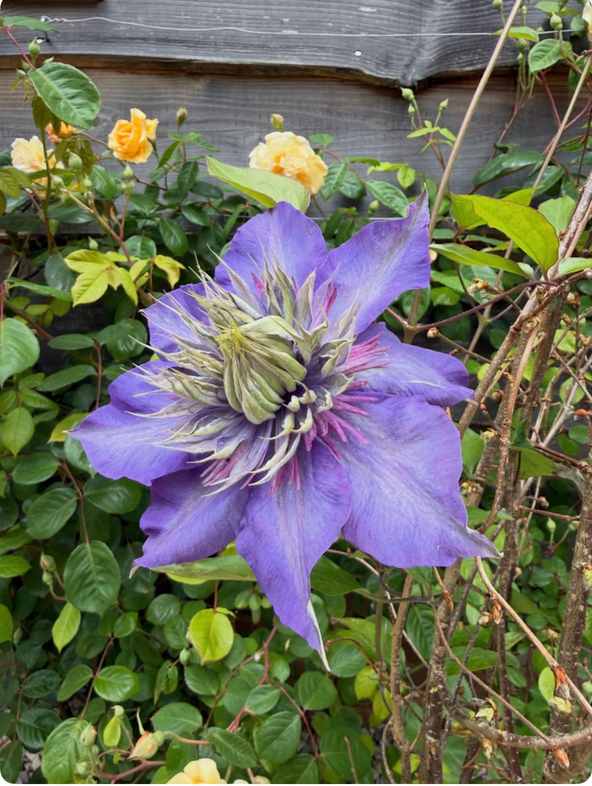 @#gardenerben