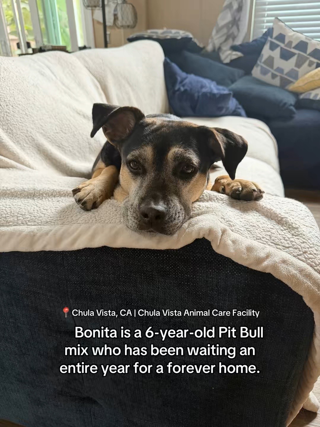 @Adopt a Pet