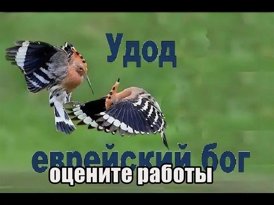 @Ğera