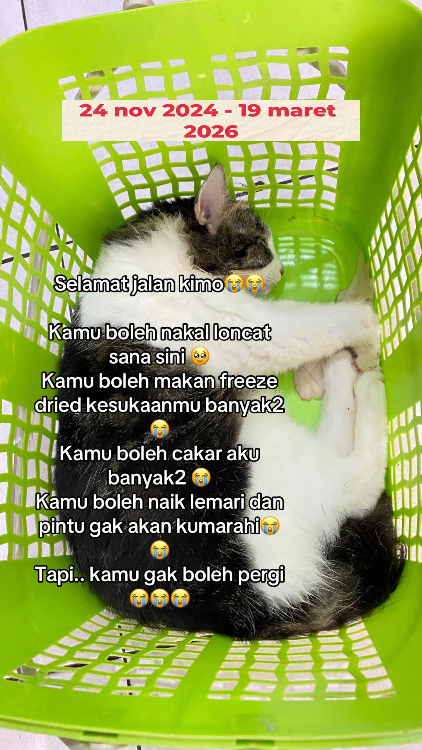 @Hachi Family
