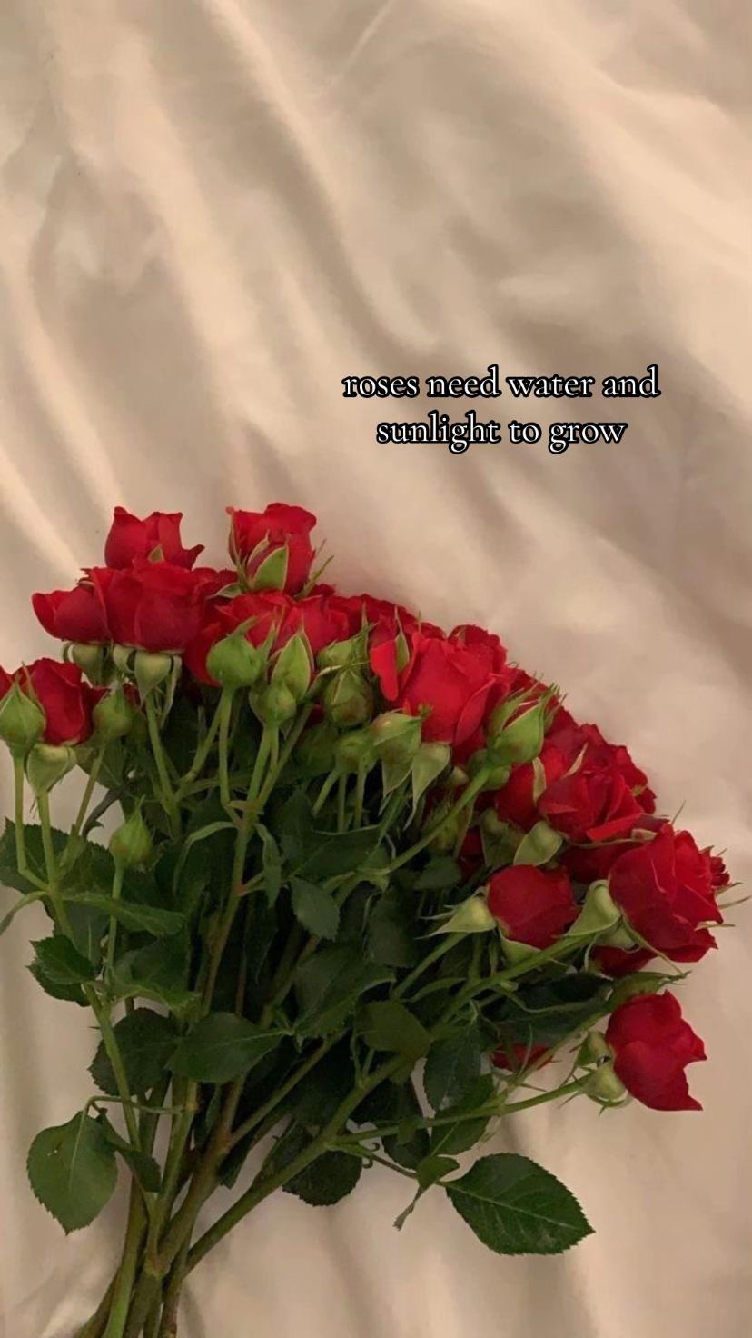 @Roos🥀