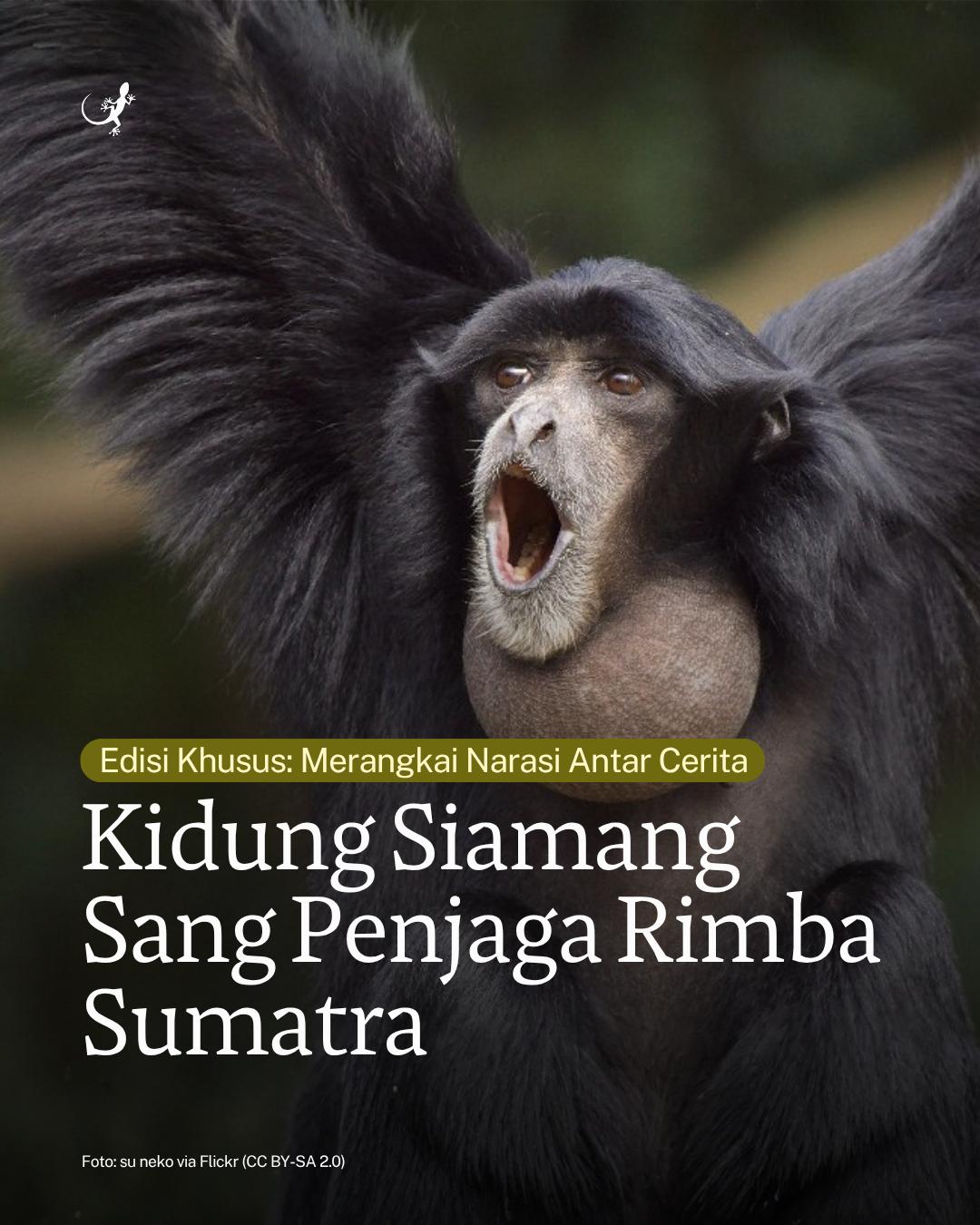 @mongabayindonesia