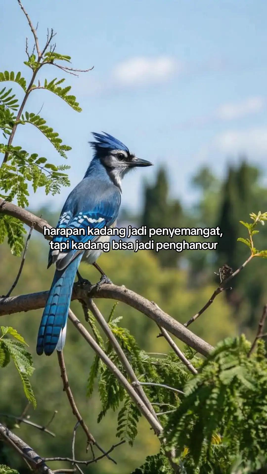 @wisnu23