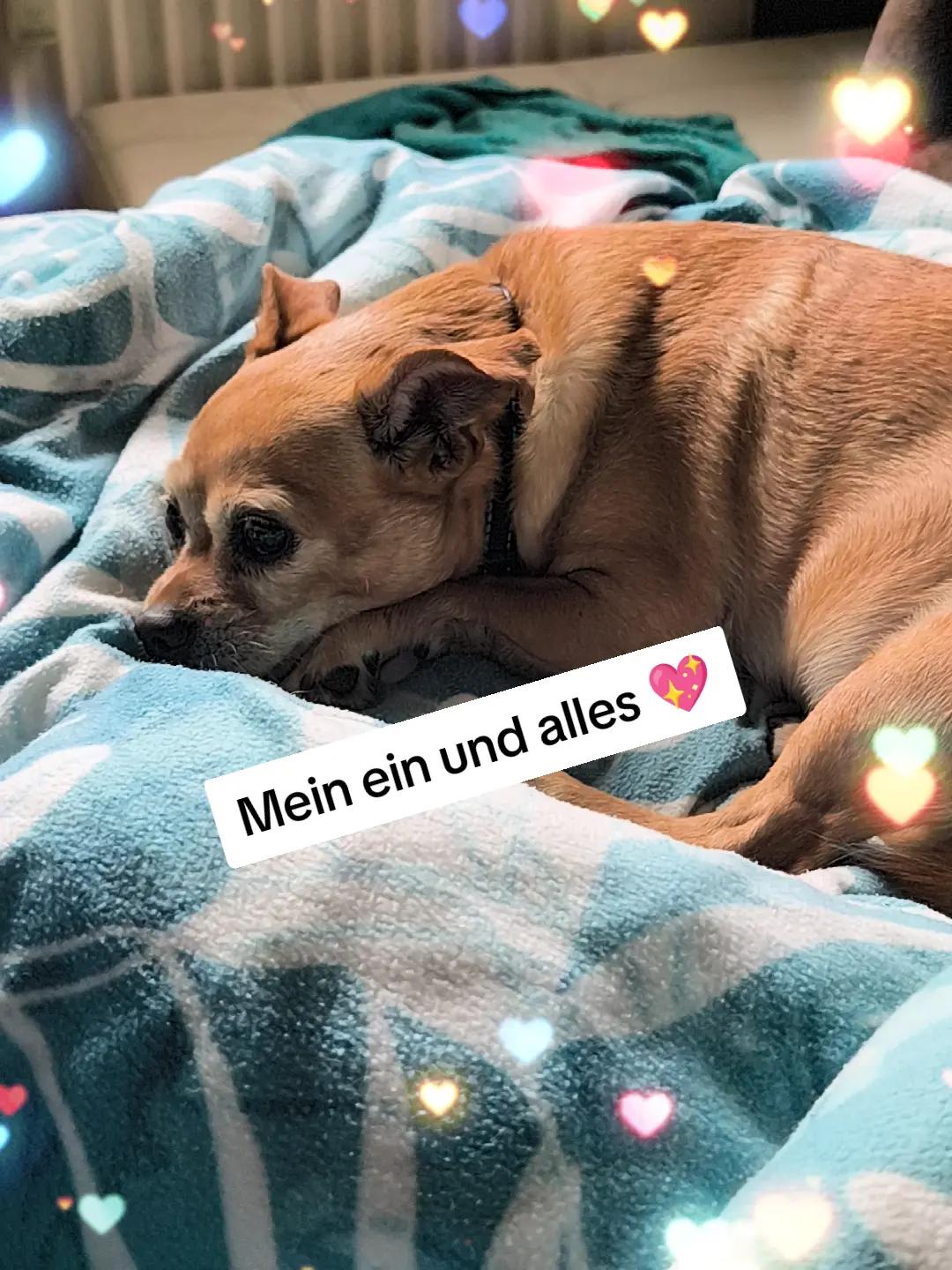 @🏳️🌈Kathi❤️Milow🐕❤️