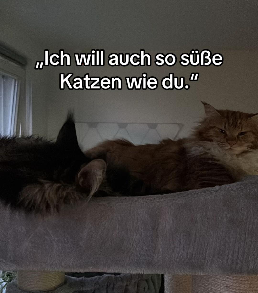 @Nala & Simba | Catcontent