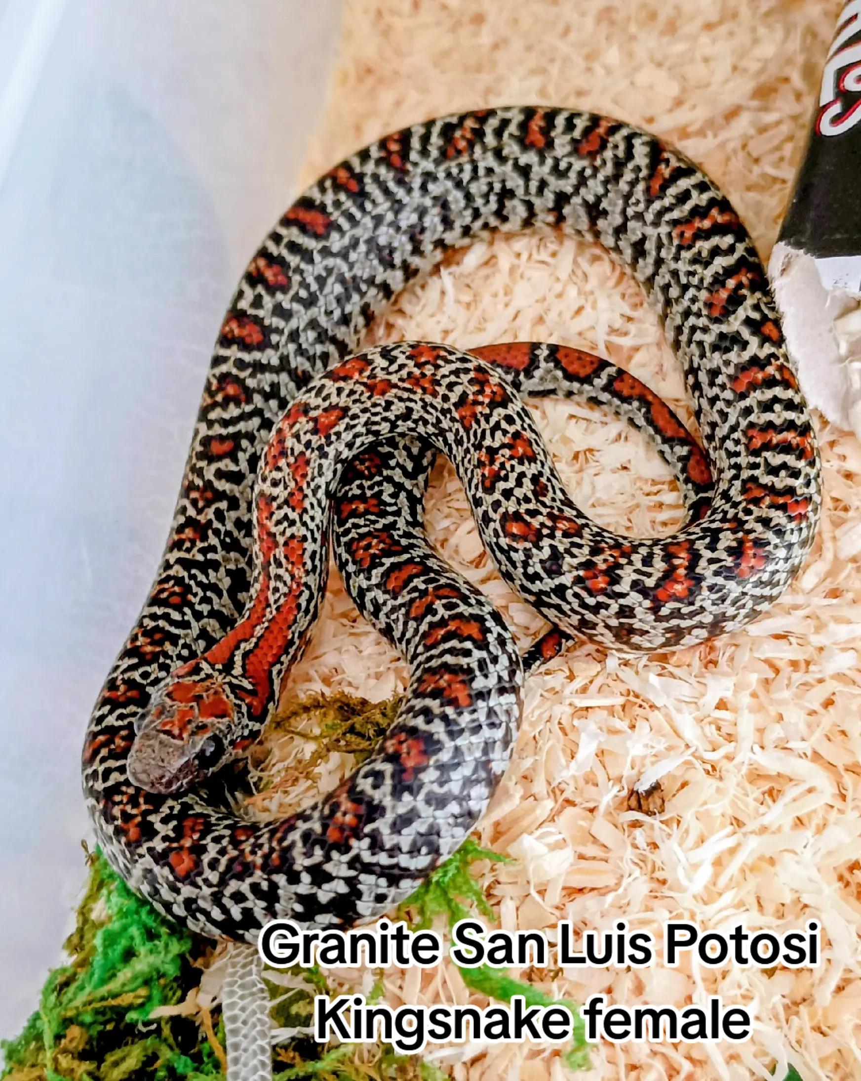 @Eryri Exotics