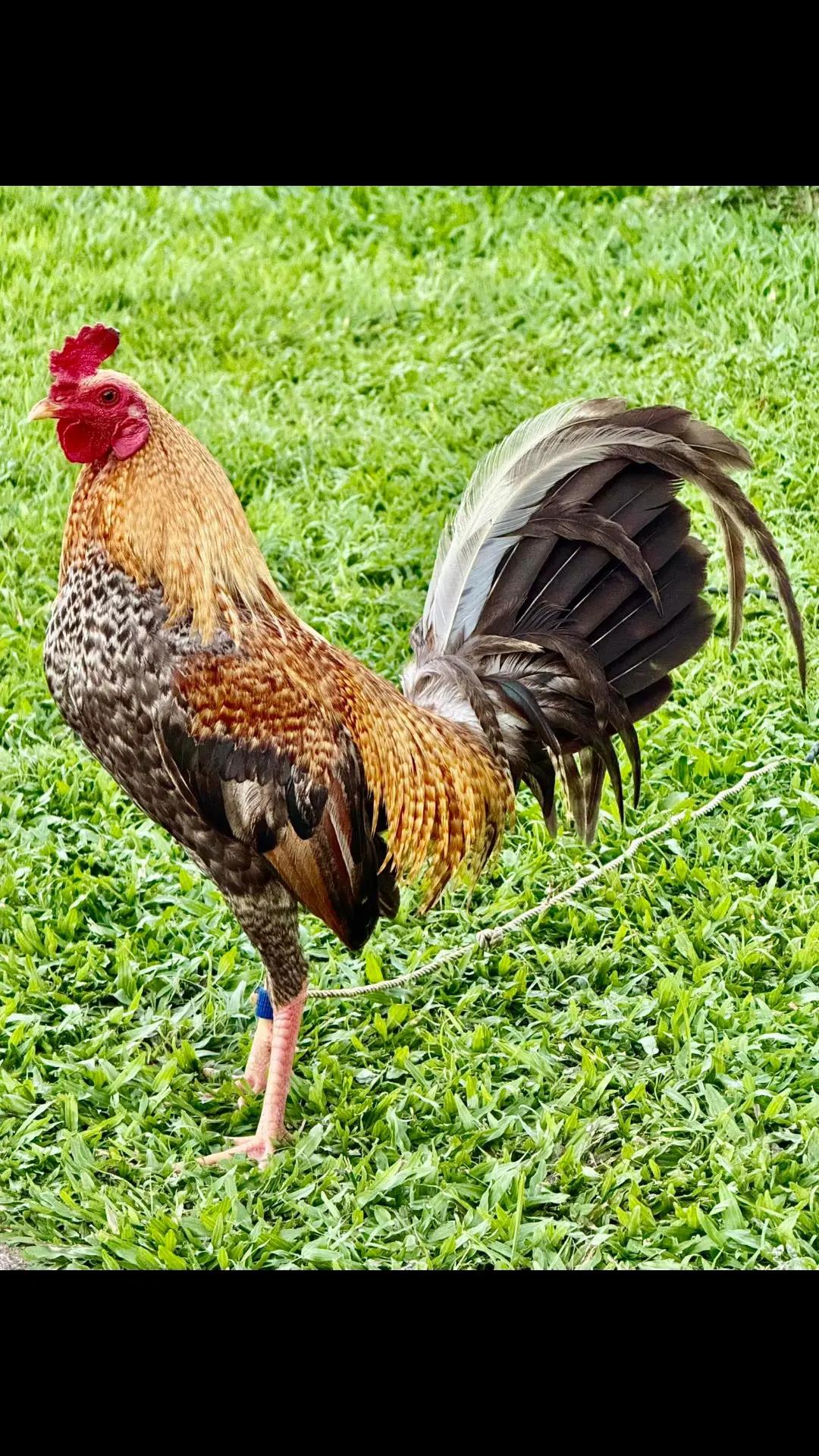 @Zoren ka manok tv