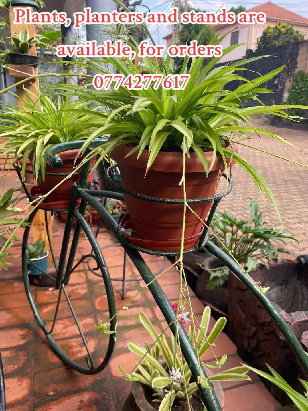 @Plants&PlantersbyChefJ (AJE)
