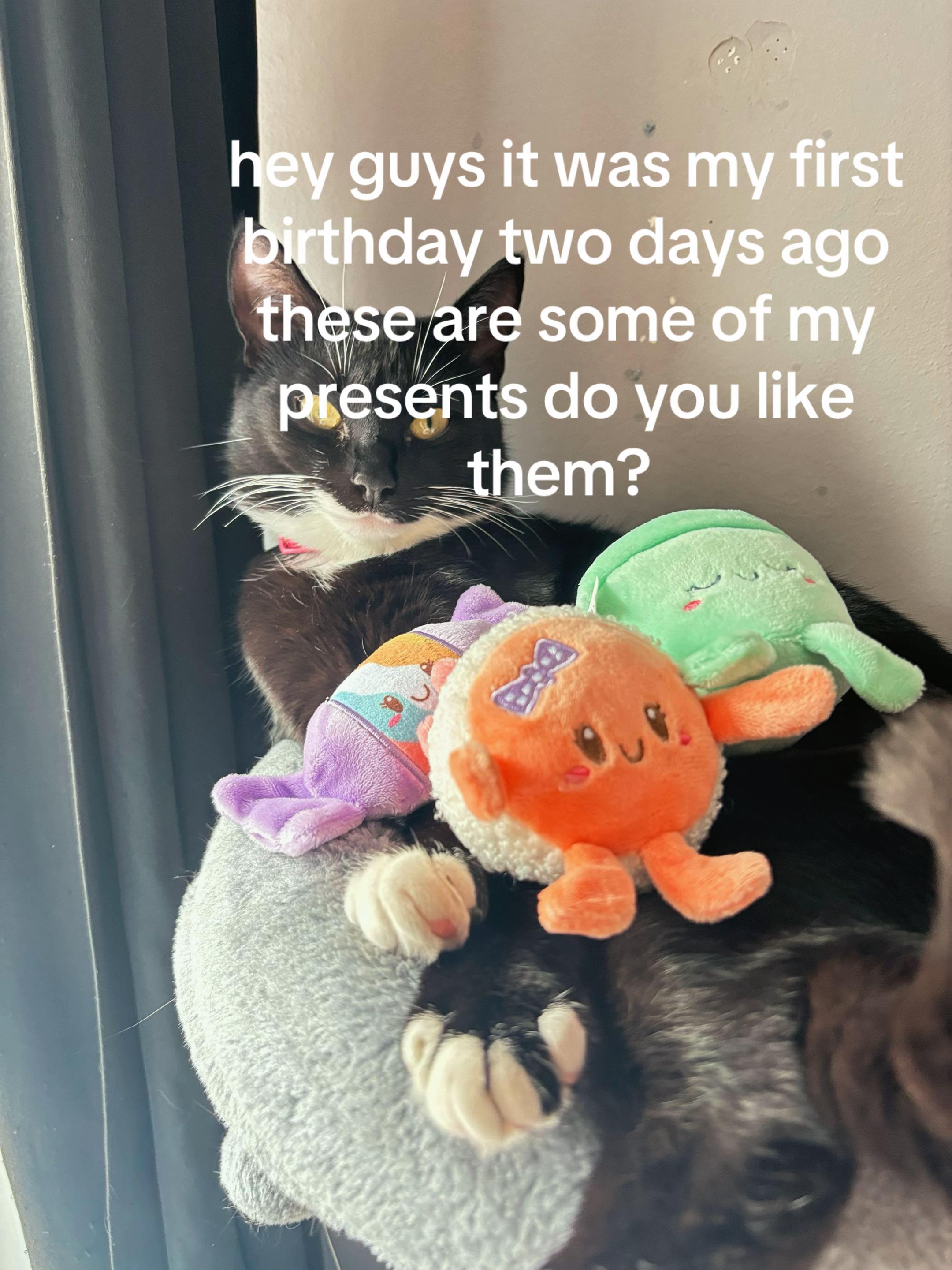 @frankiethetuxedocat_