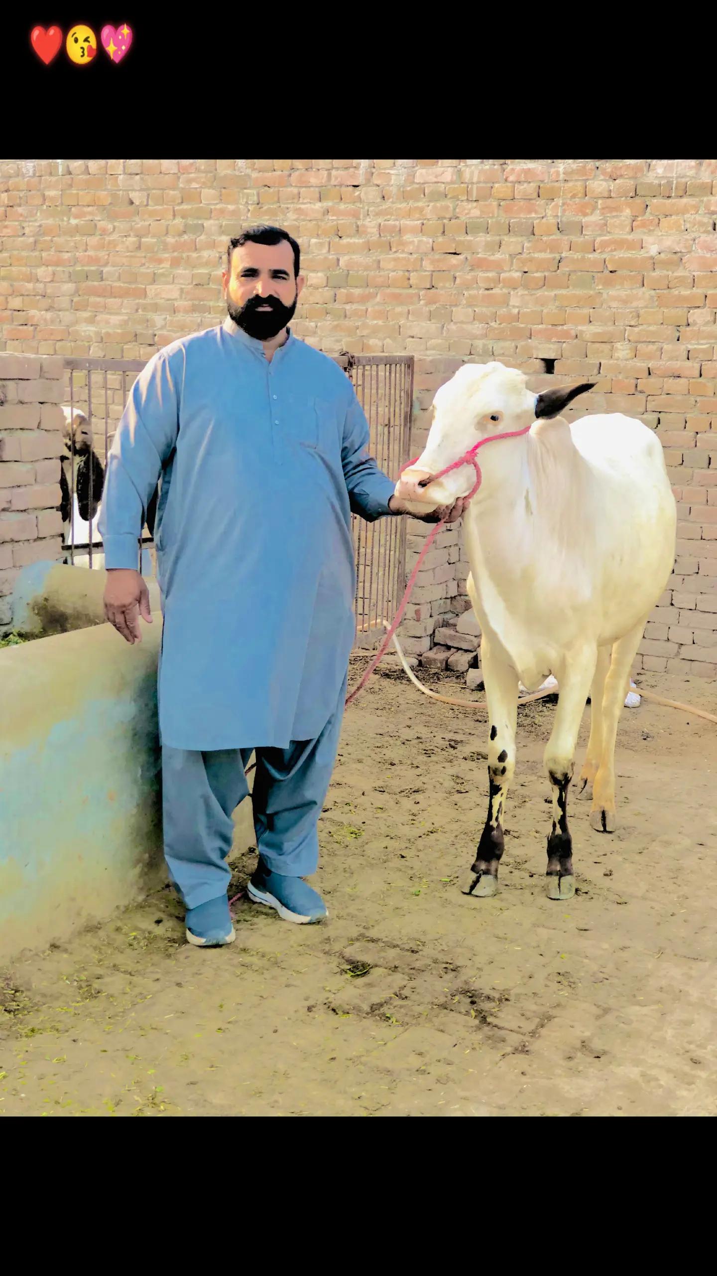 @Mahr Zafar salyana