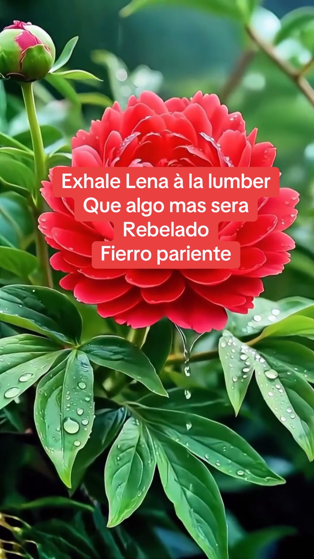 @Águila 331