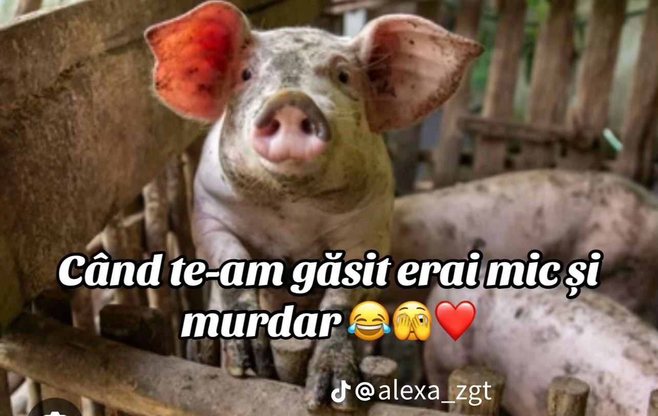 @Gabriela Preda
