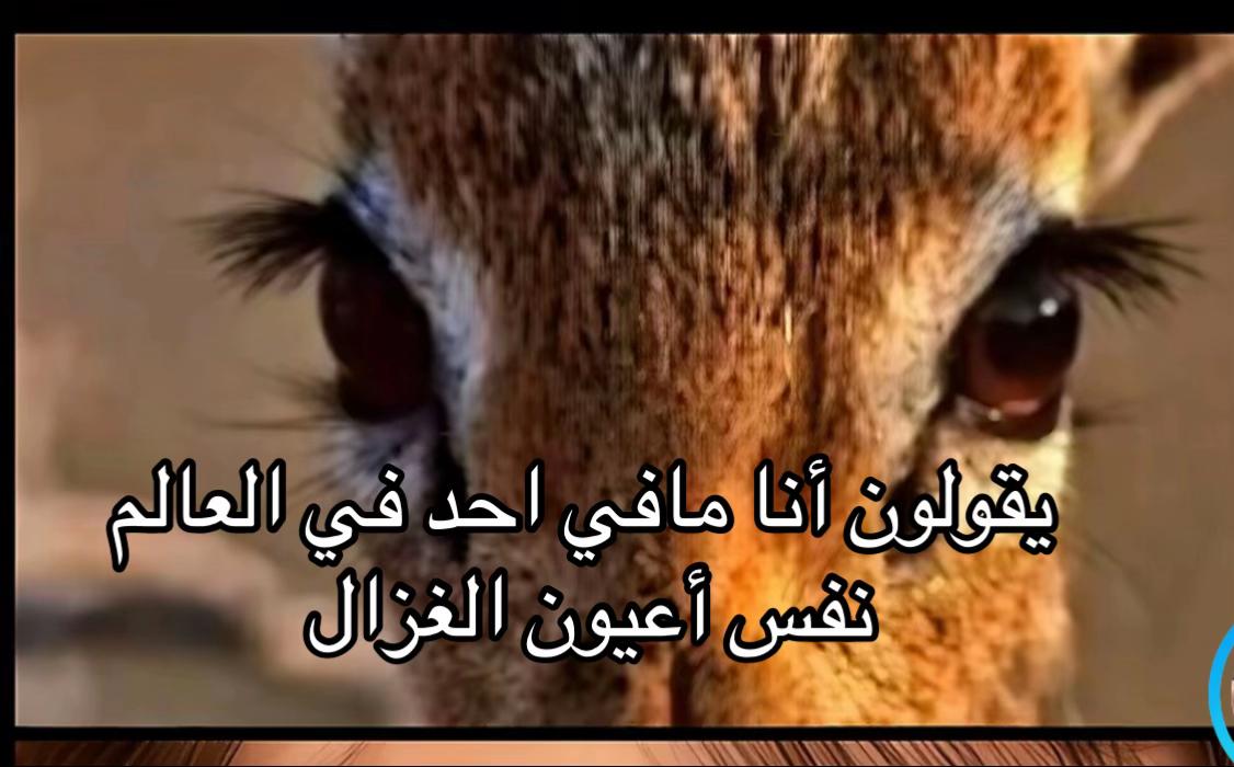 @فانز امينه جود ماريا كتاليا ✨