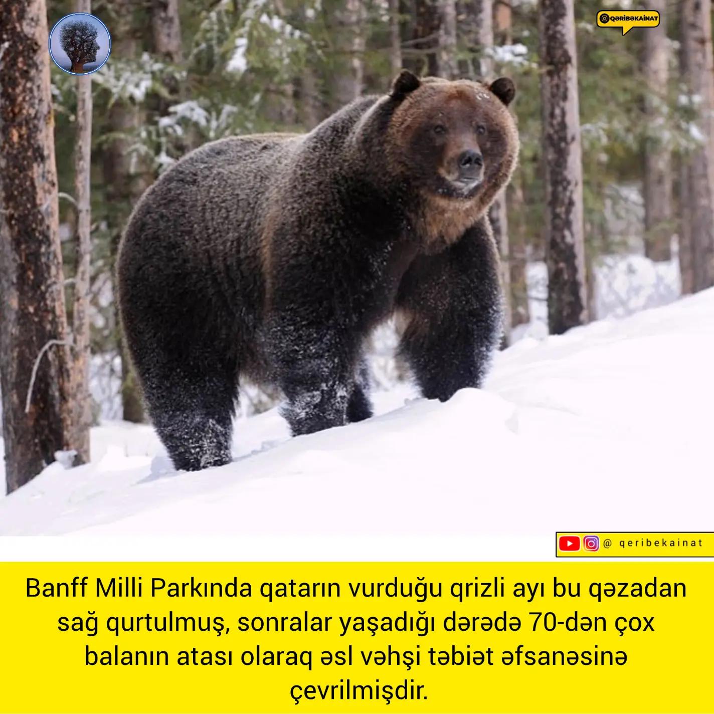 @qeribekainat