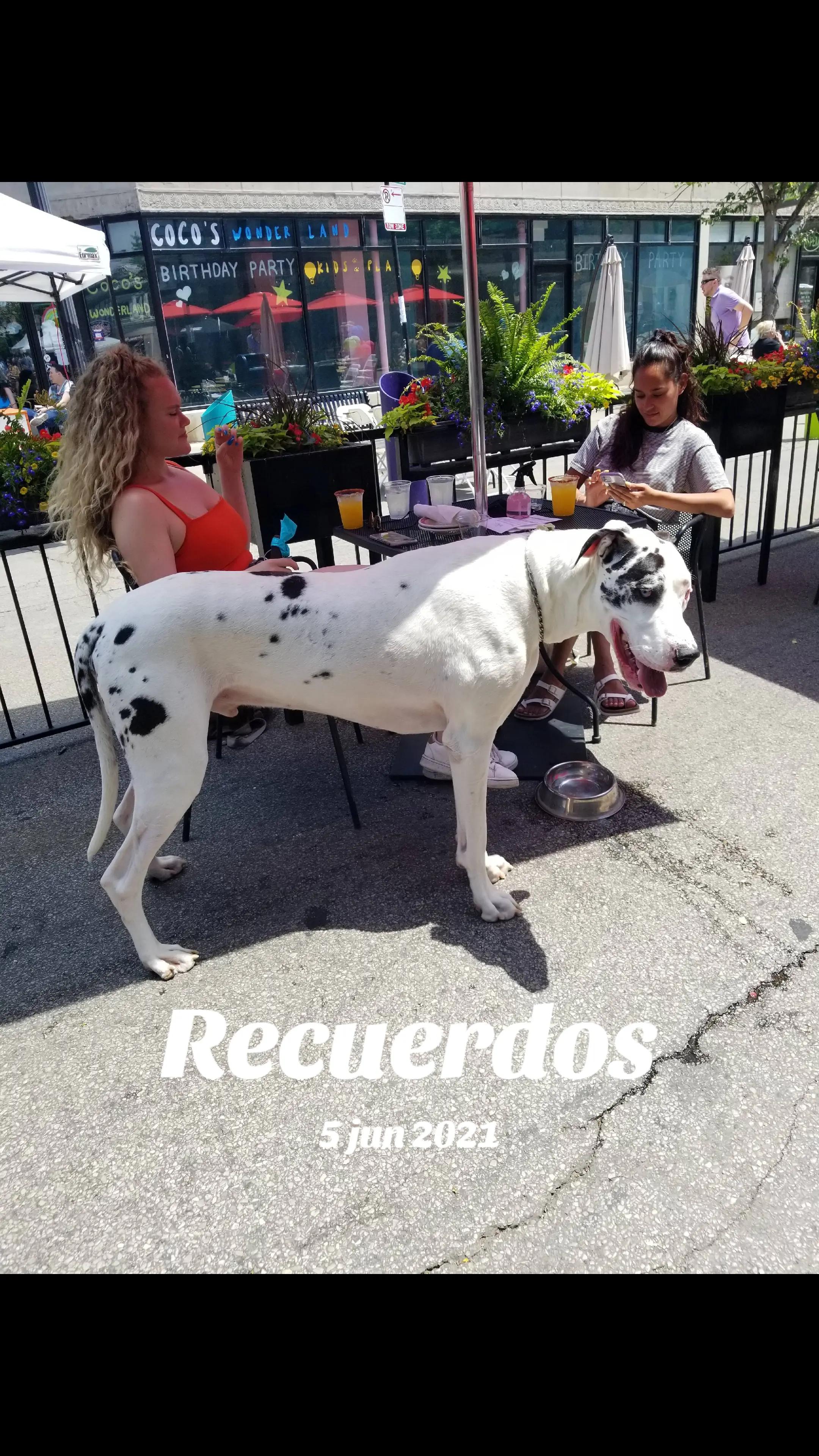 @adansito7404
