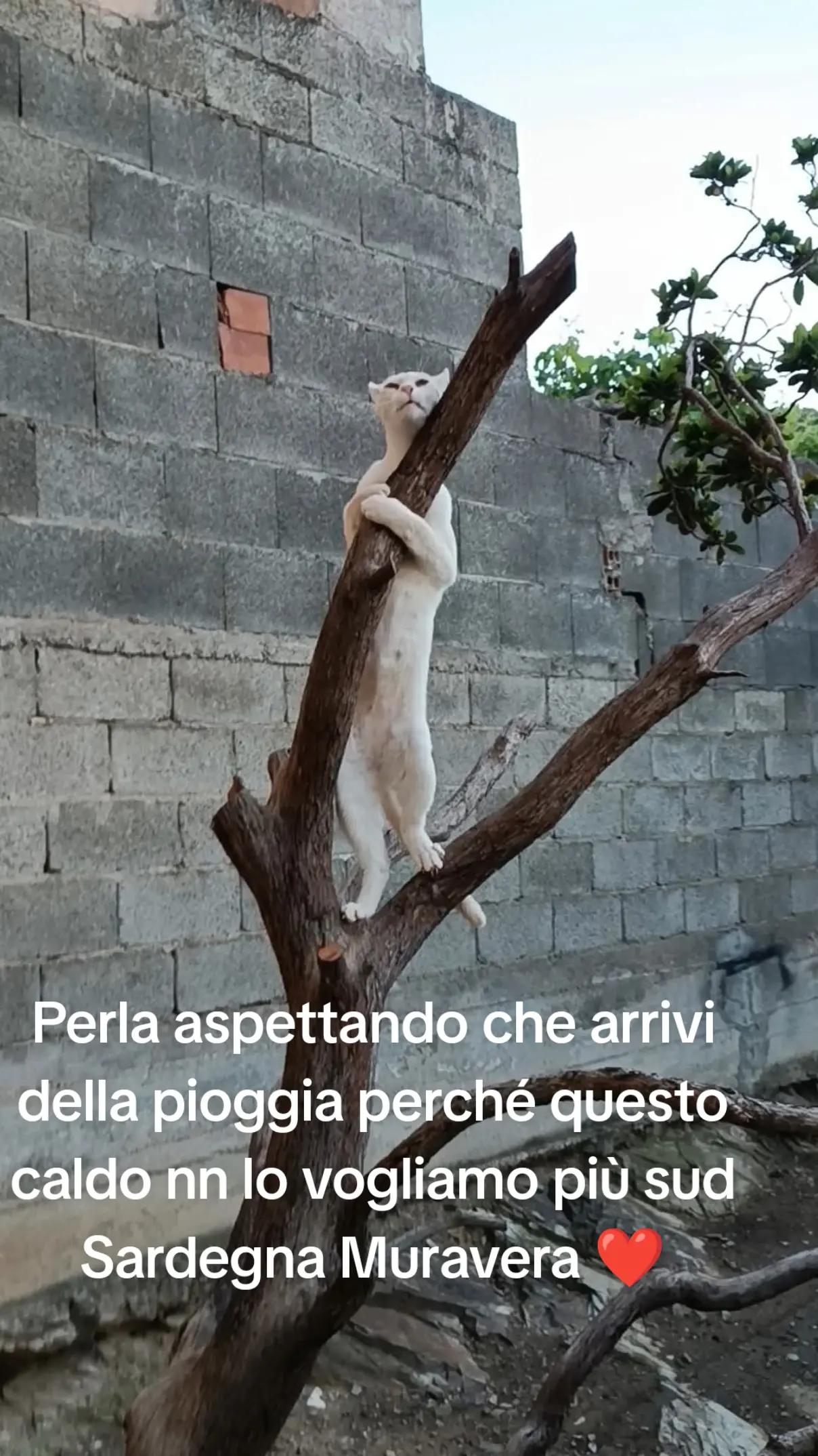 @sonia