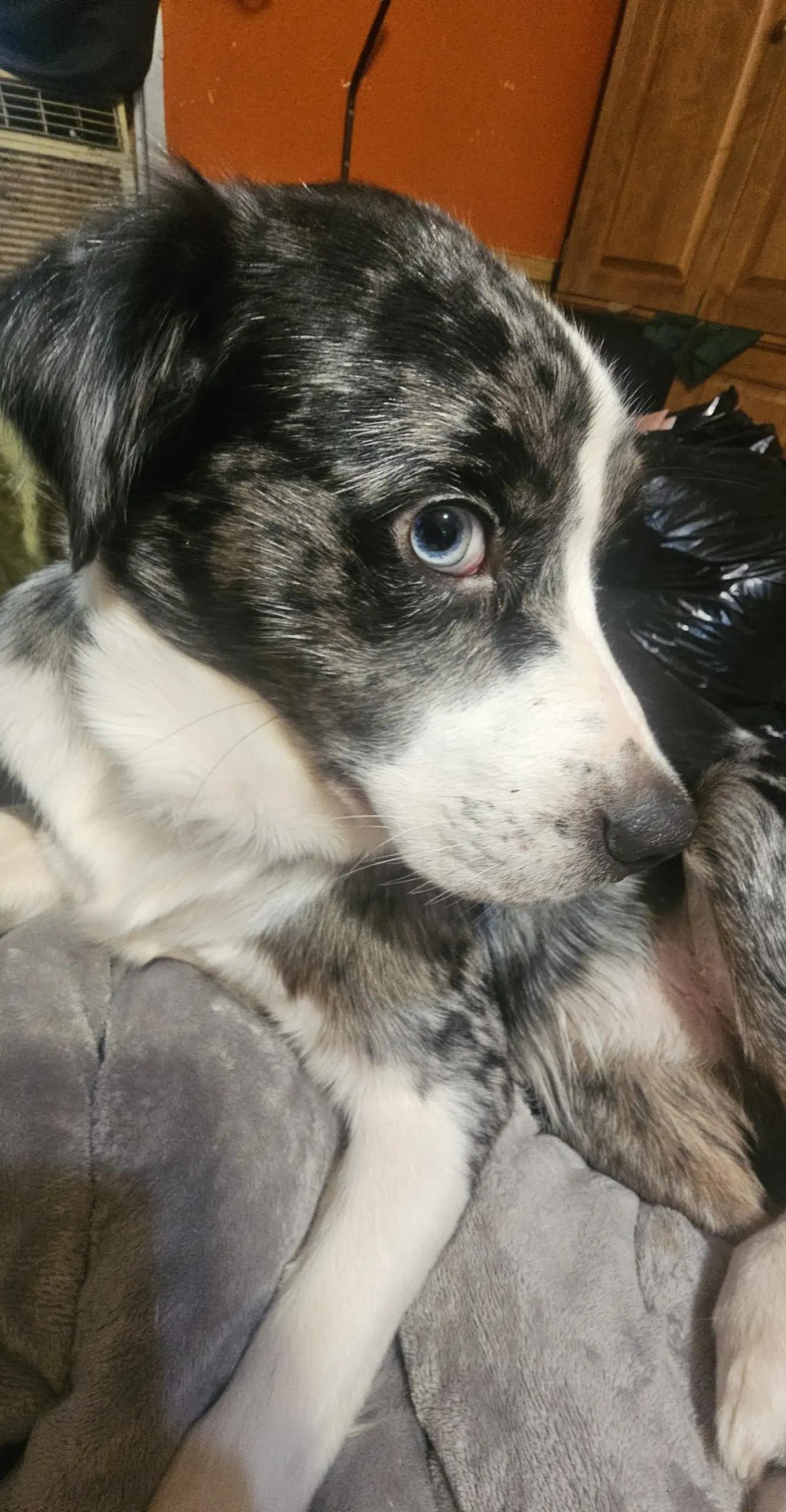 @𝐵𝑒𝑙𝑙𝑠🐾