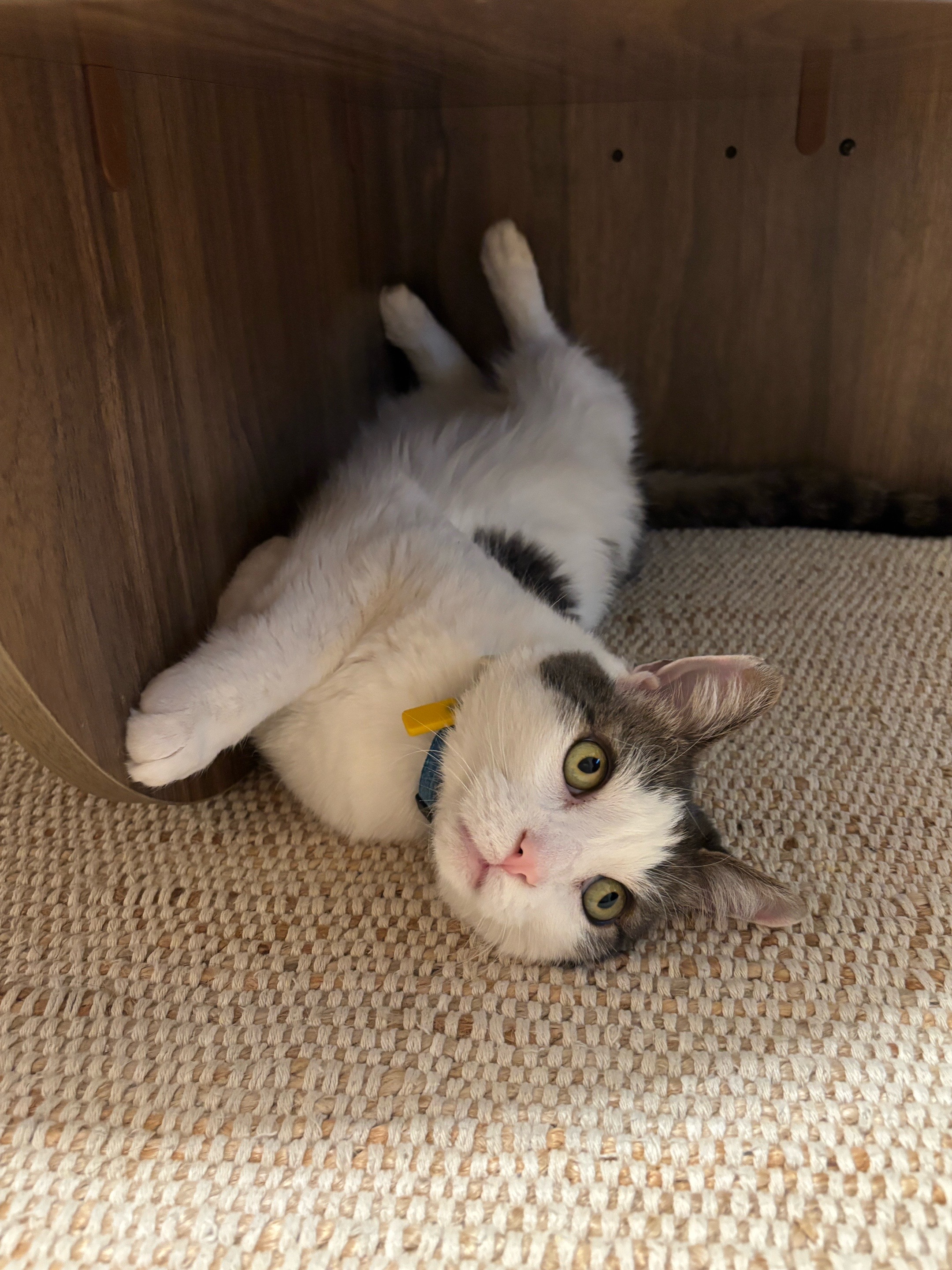 @Mimi Wawa Meow
