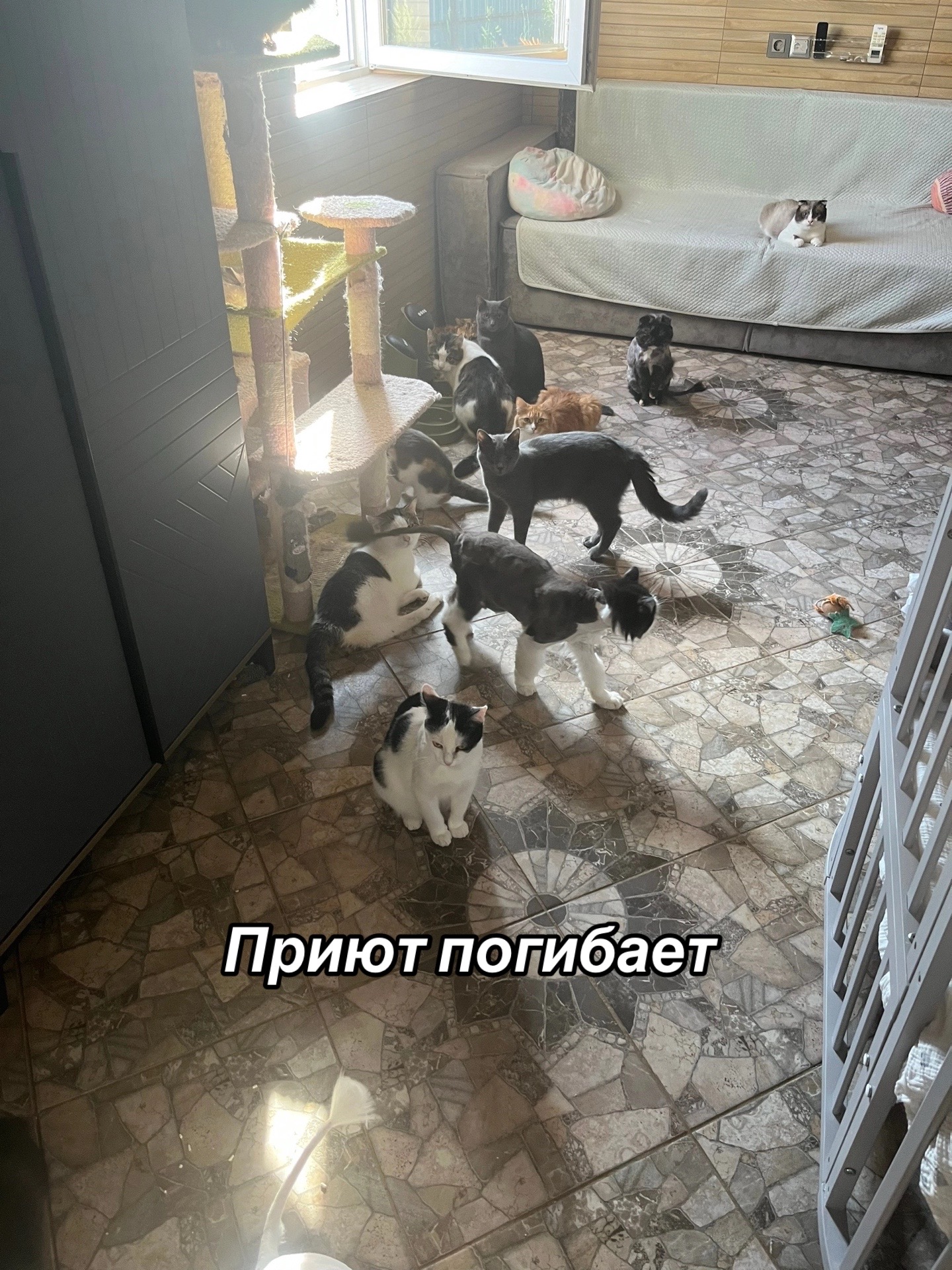 @Приют Потеряшка