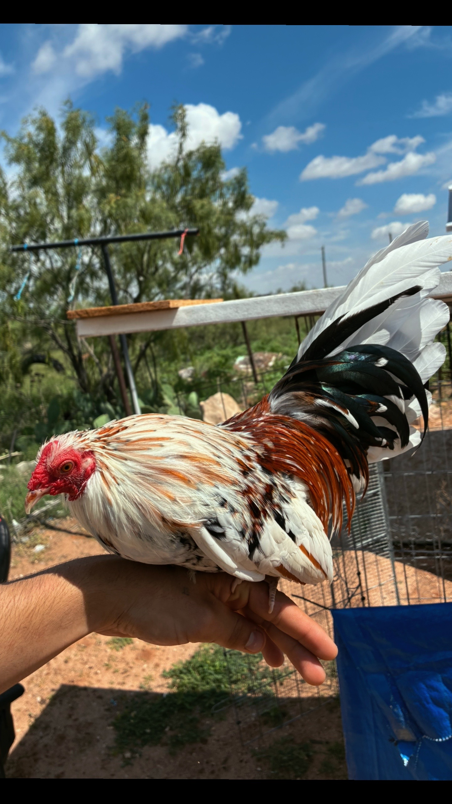 @FARMING.MM56