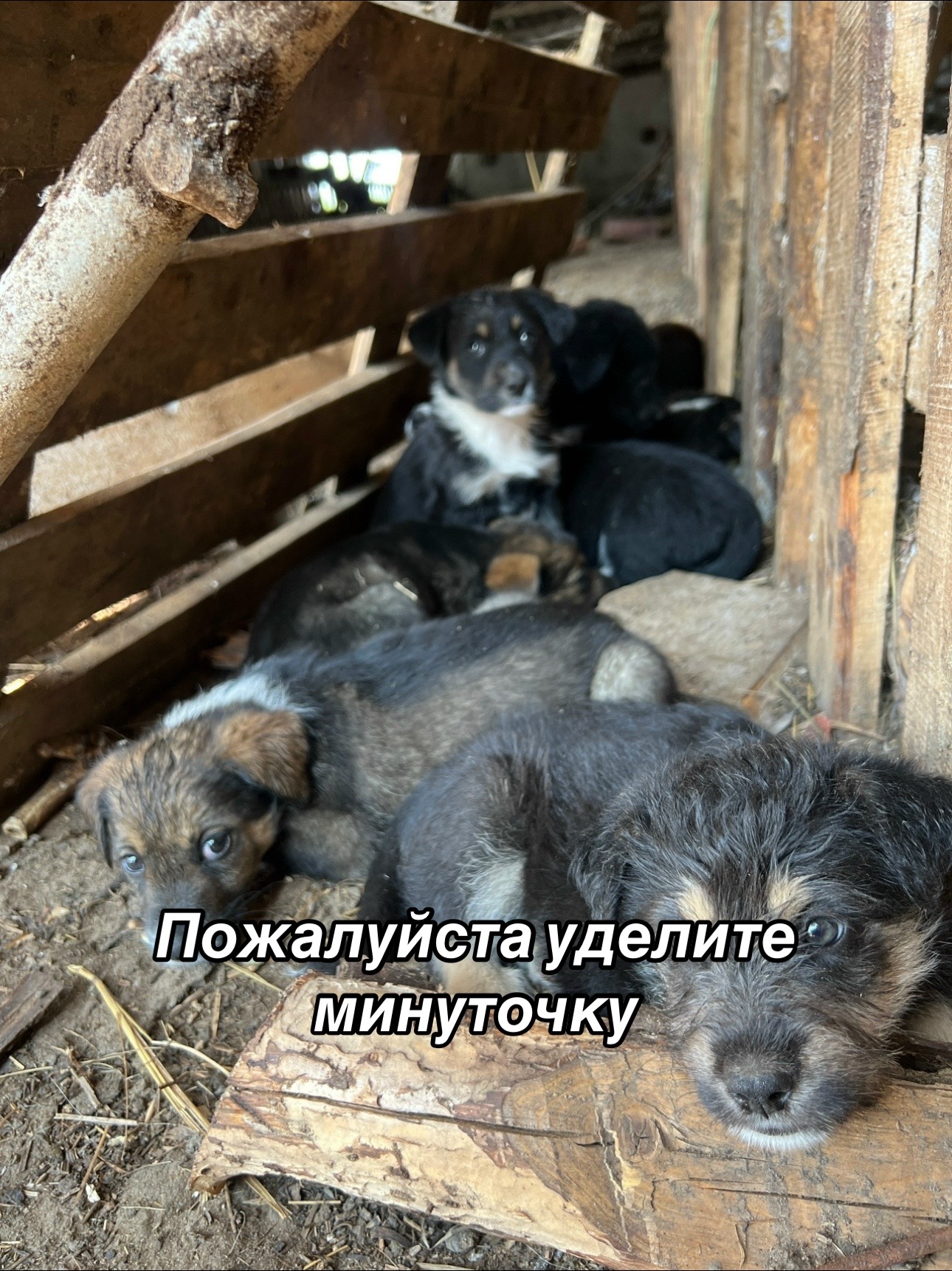 @Приют Потеряшка