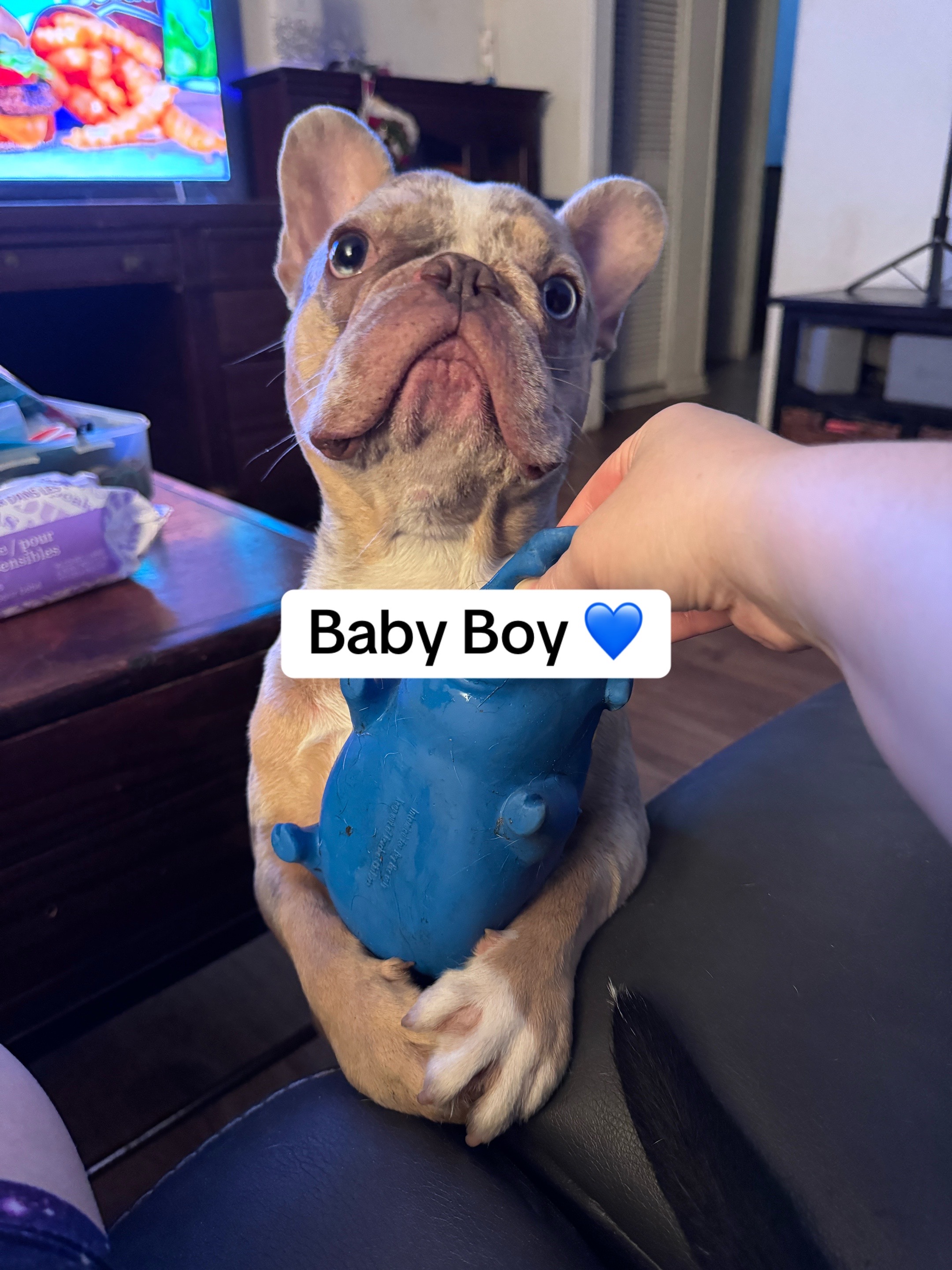 @Two Frenchies and a Staff