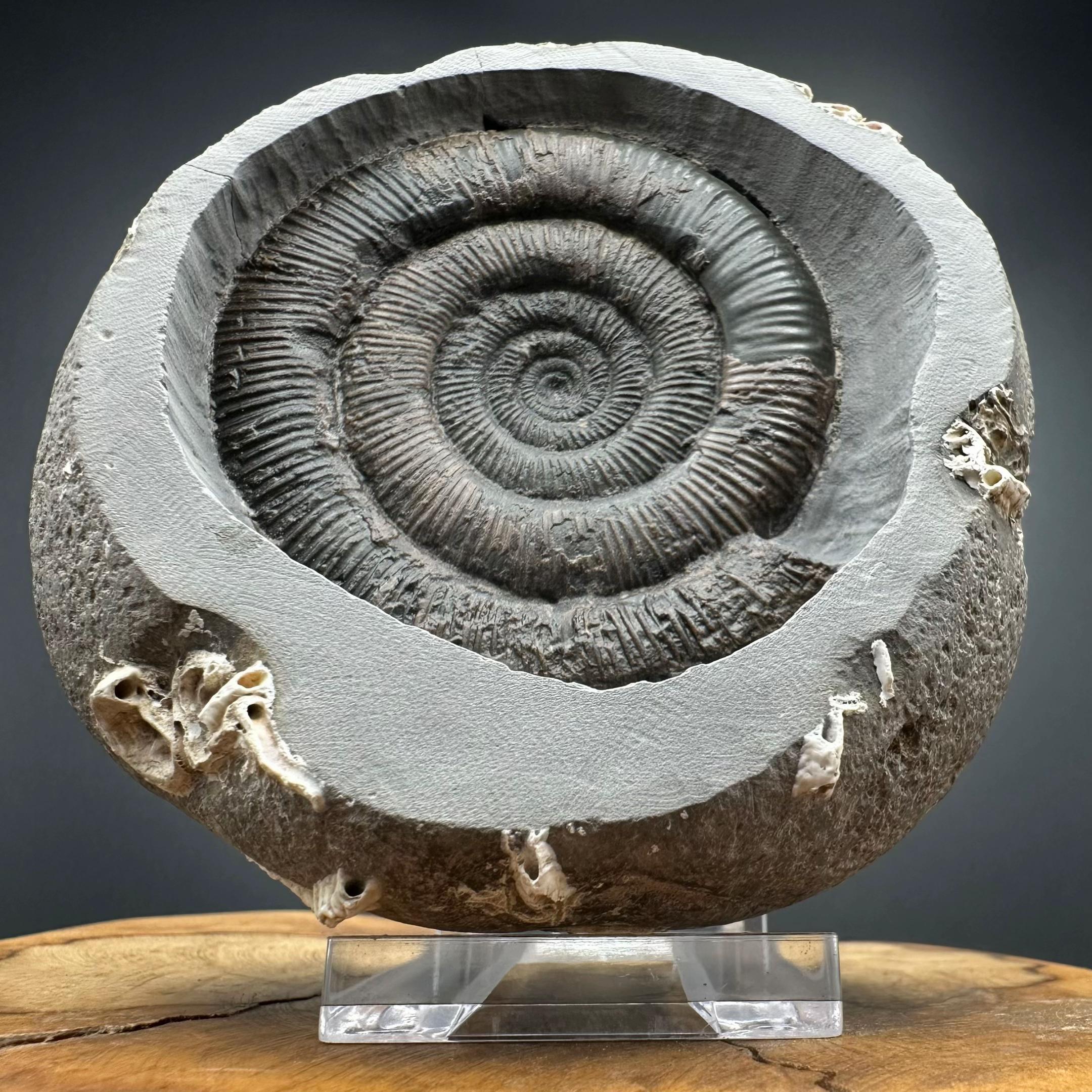 @yorkshire.fossils